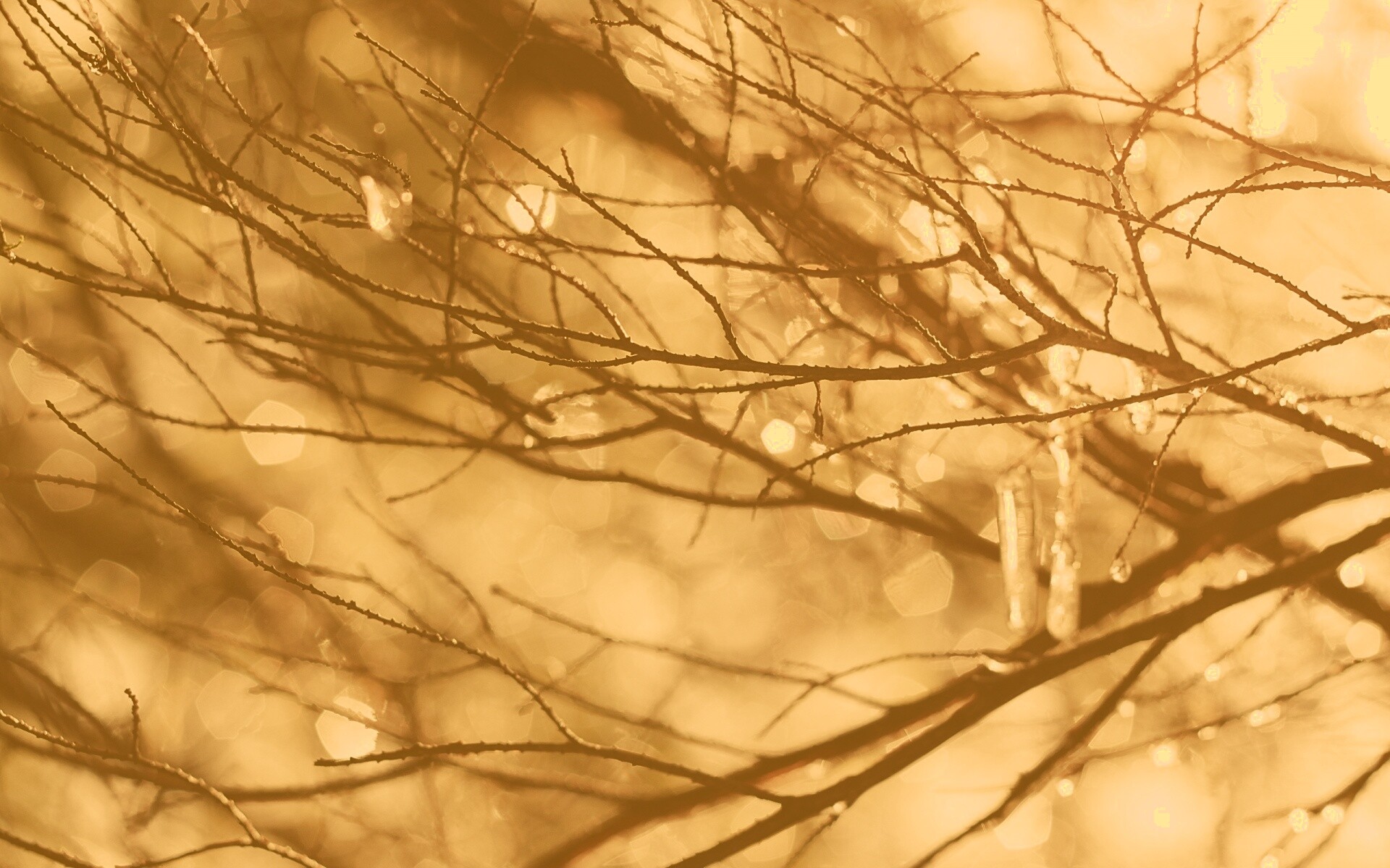 Мокрые ветви дерева обои