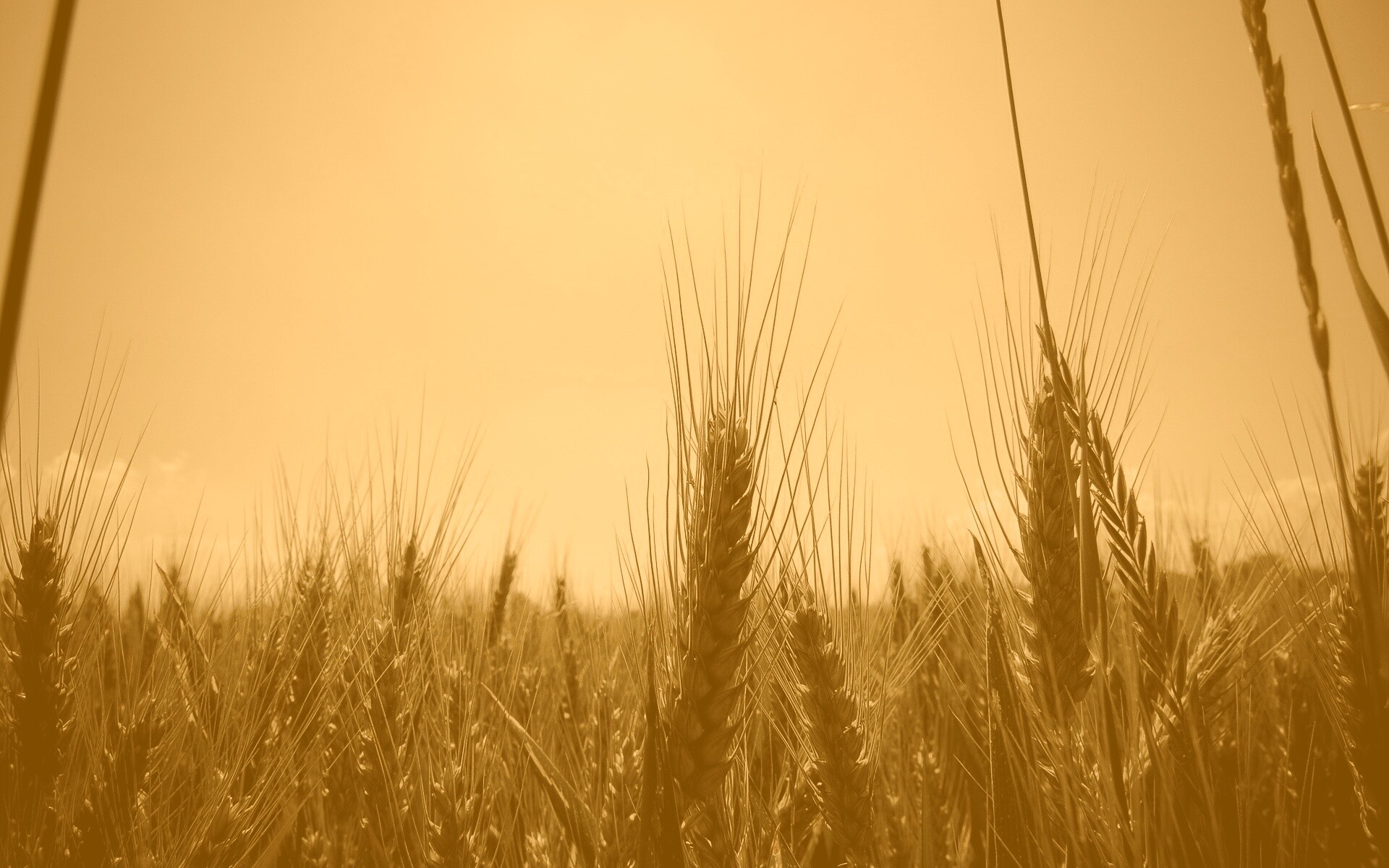 Колосья в поле обои