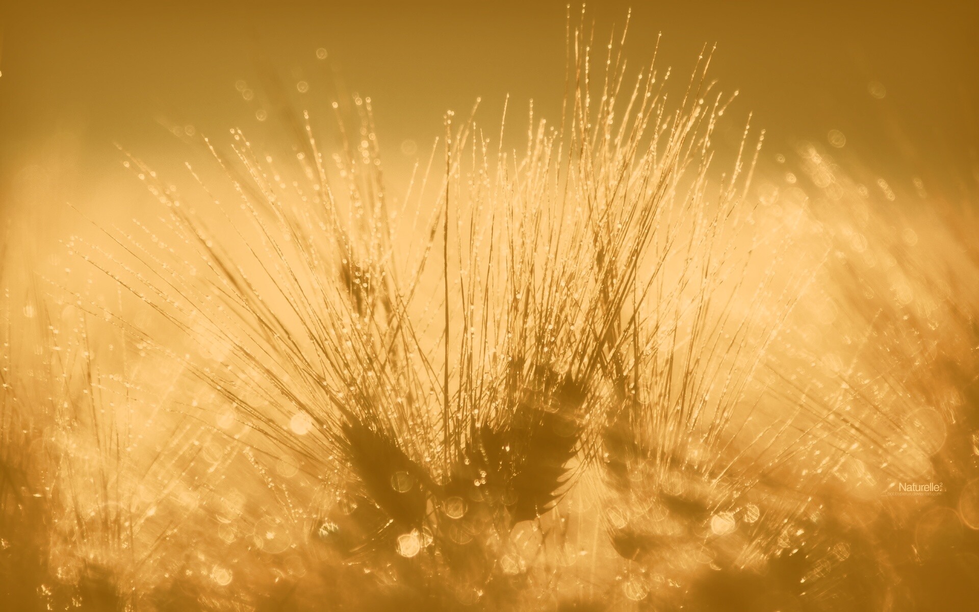 Трава на солнце обои