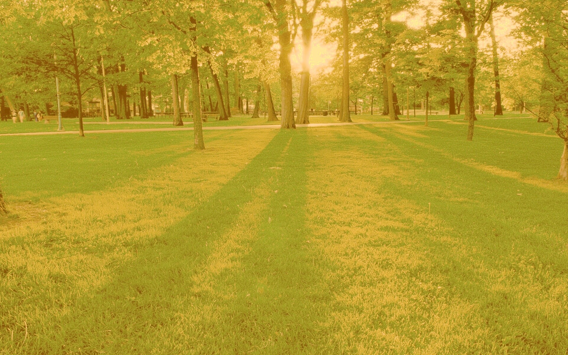 Лучи солнца сквозь листву деревьев обои