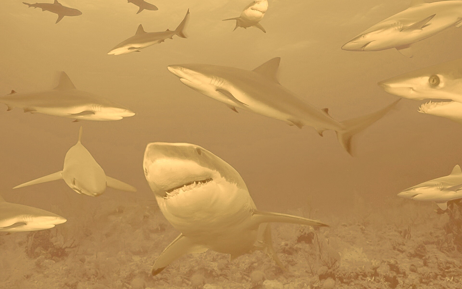Стая акул обои