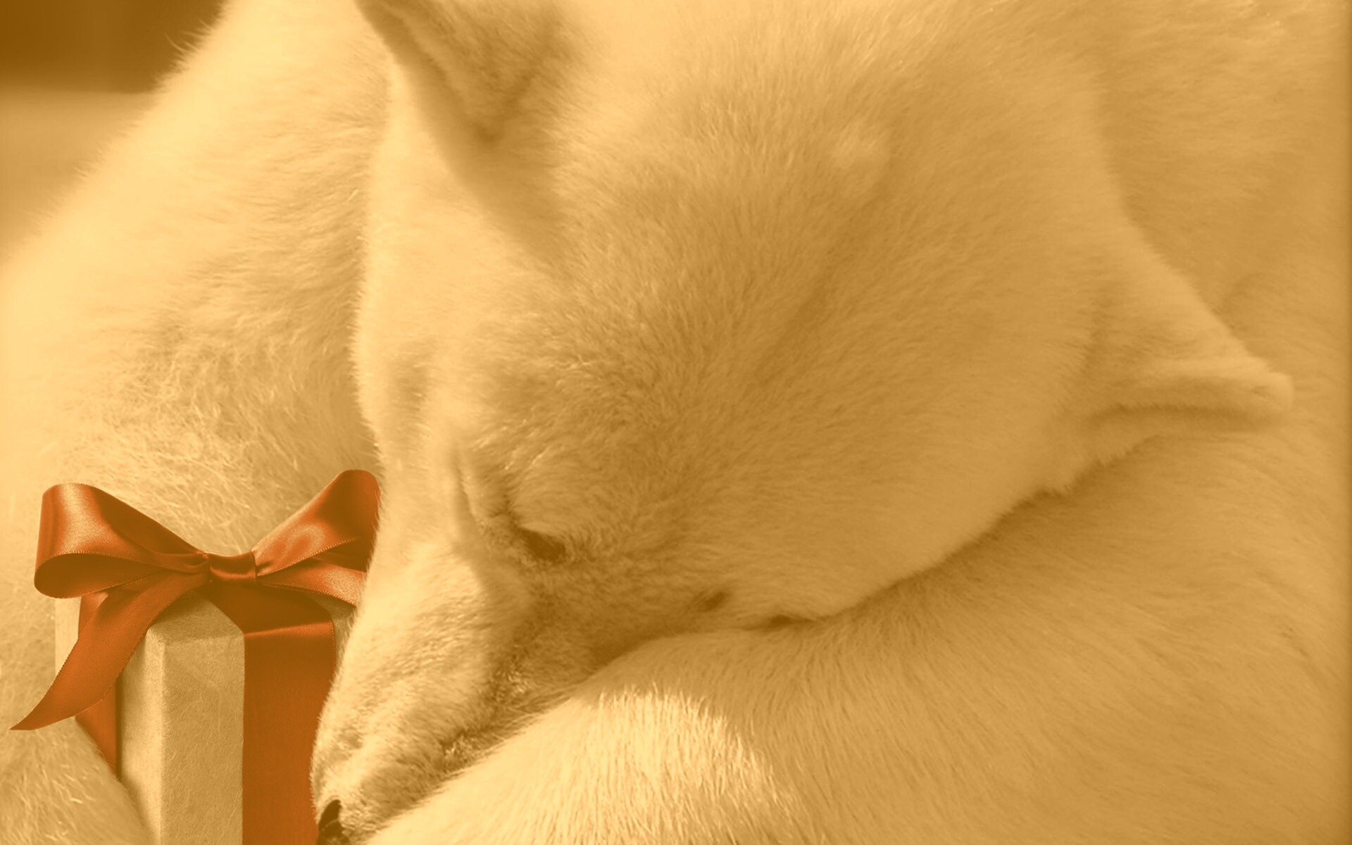 Белый мишка с подарком обои