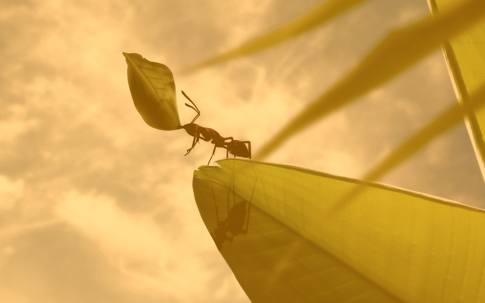 Муравей тащит лист обои