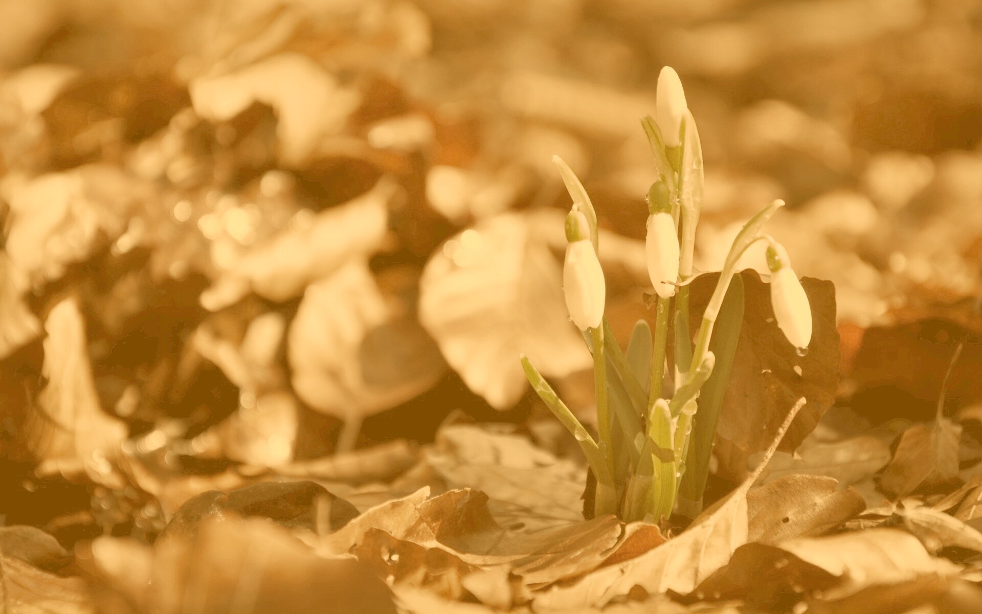Первые весенние цветы обои