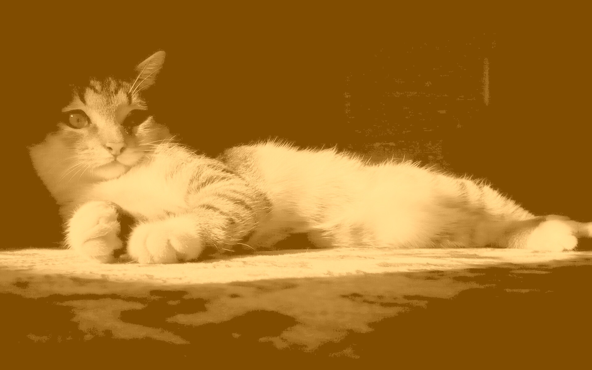 Котик в тени обои