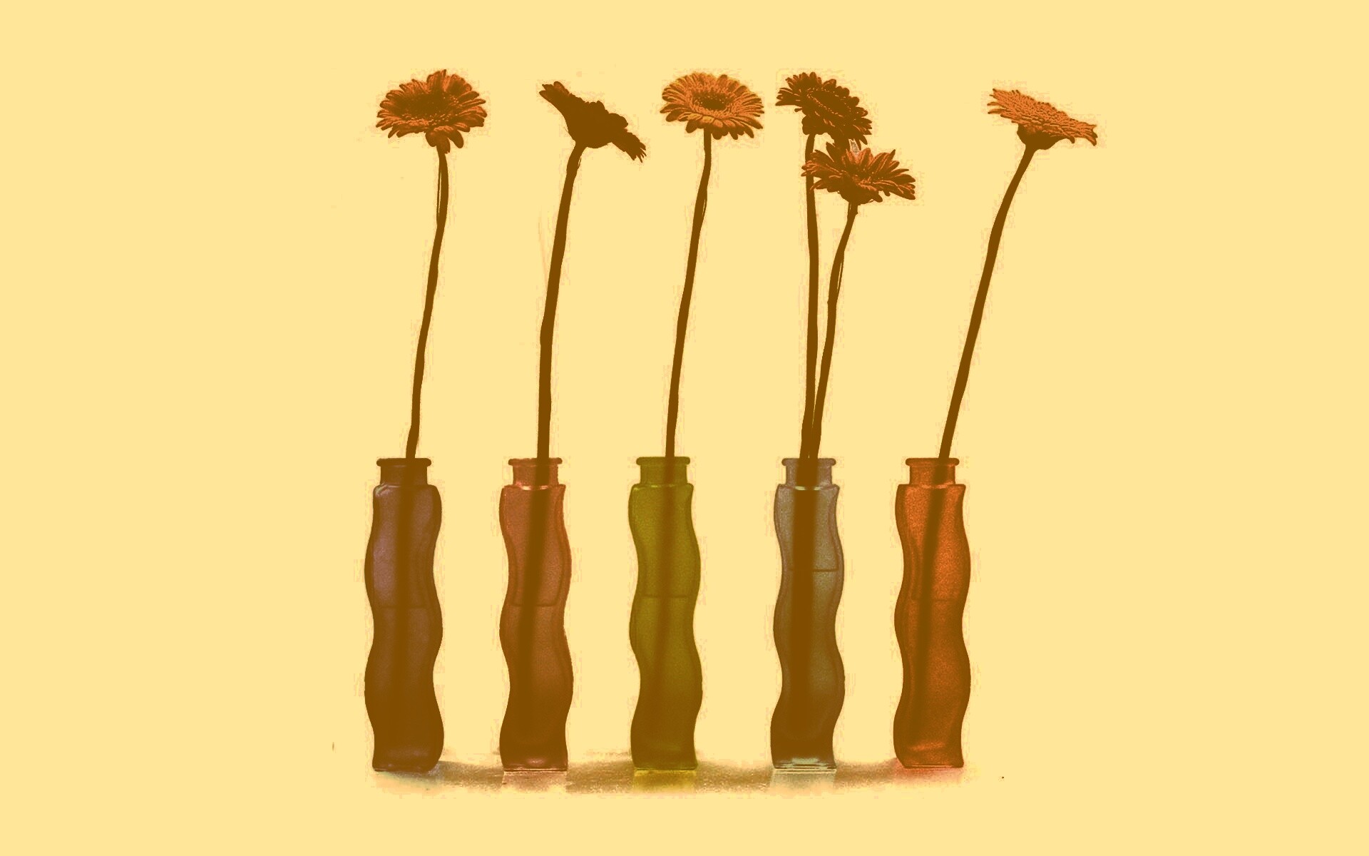 Герберы в изогнутых вазах обои