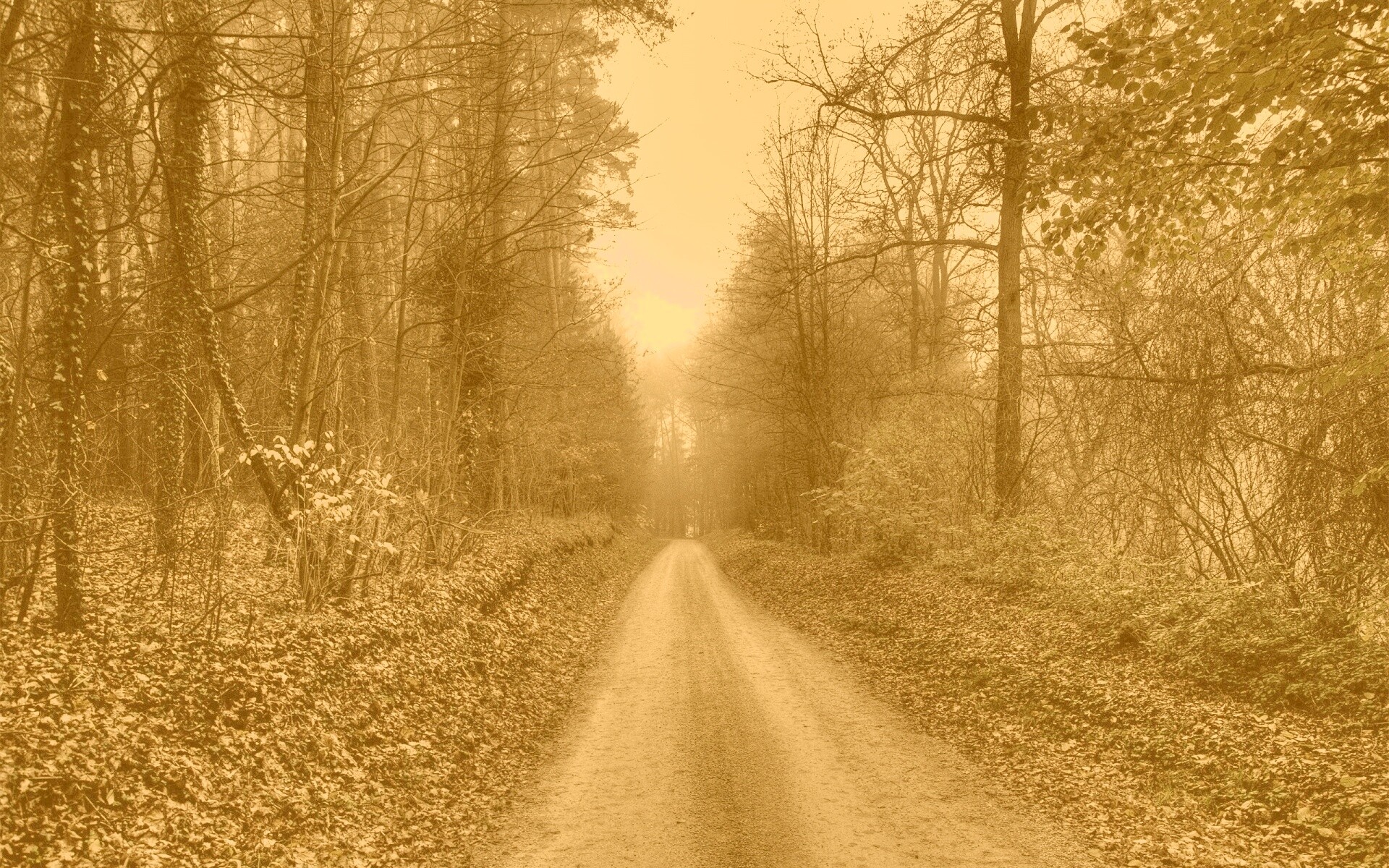 Дорога через лес обои