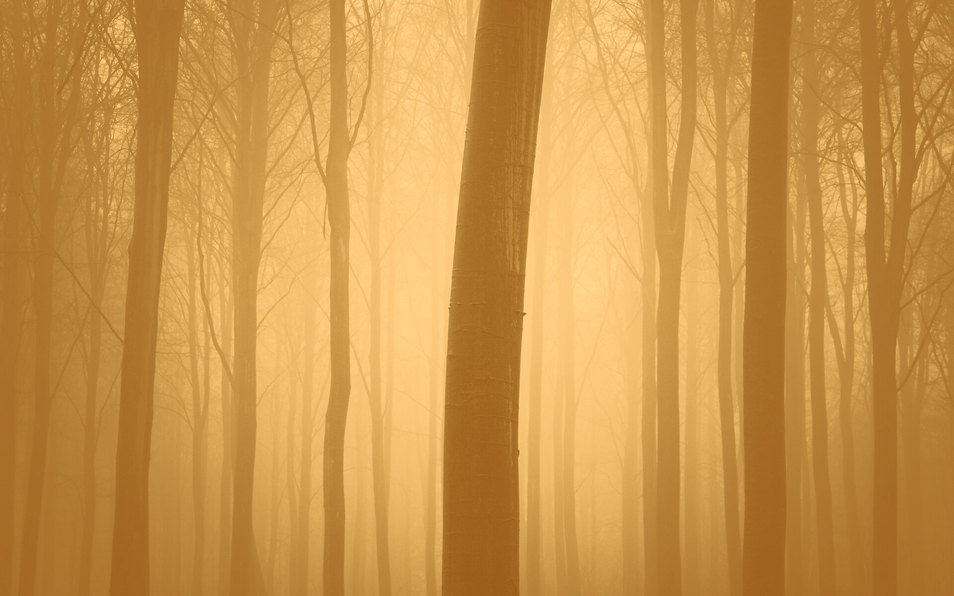 Туман в лесу обои