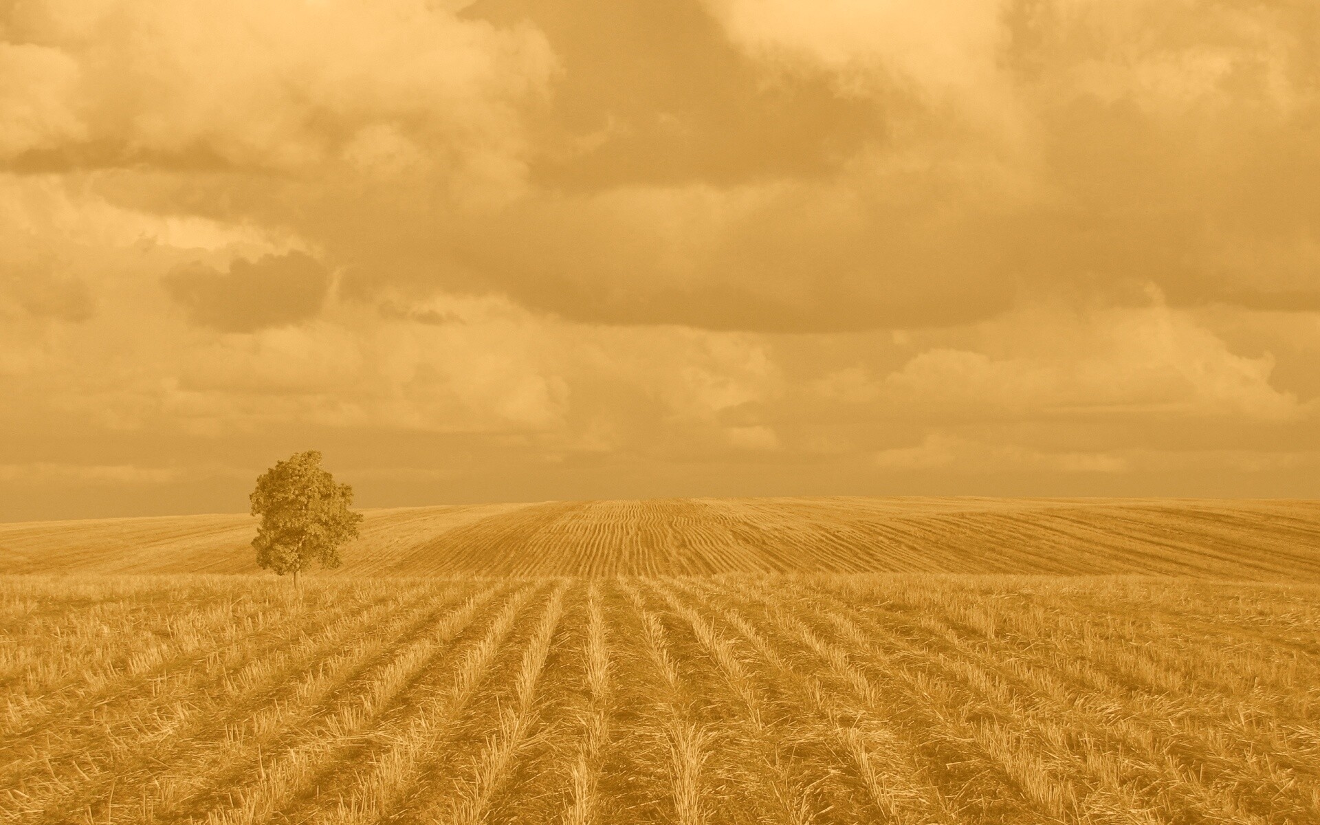 Дерево в поле обои