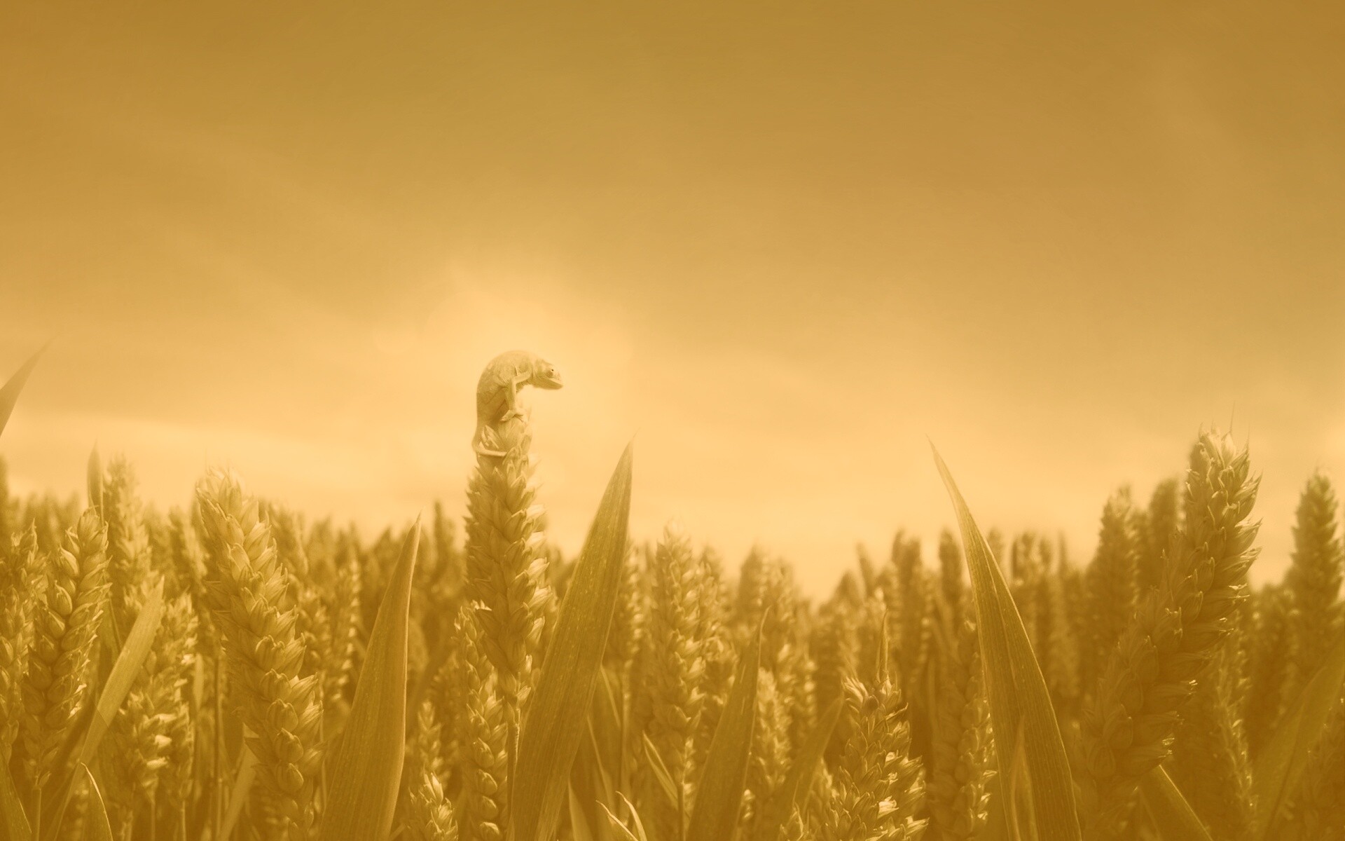 Маленький хамелеон на травинке обои