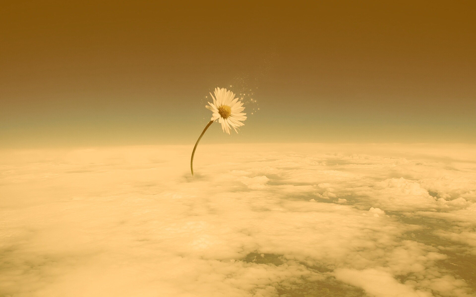 Ромашка в стратосфере обои