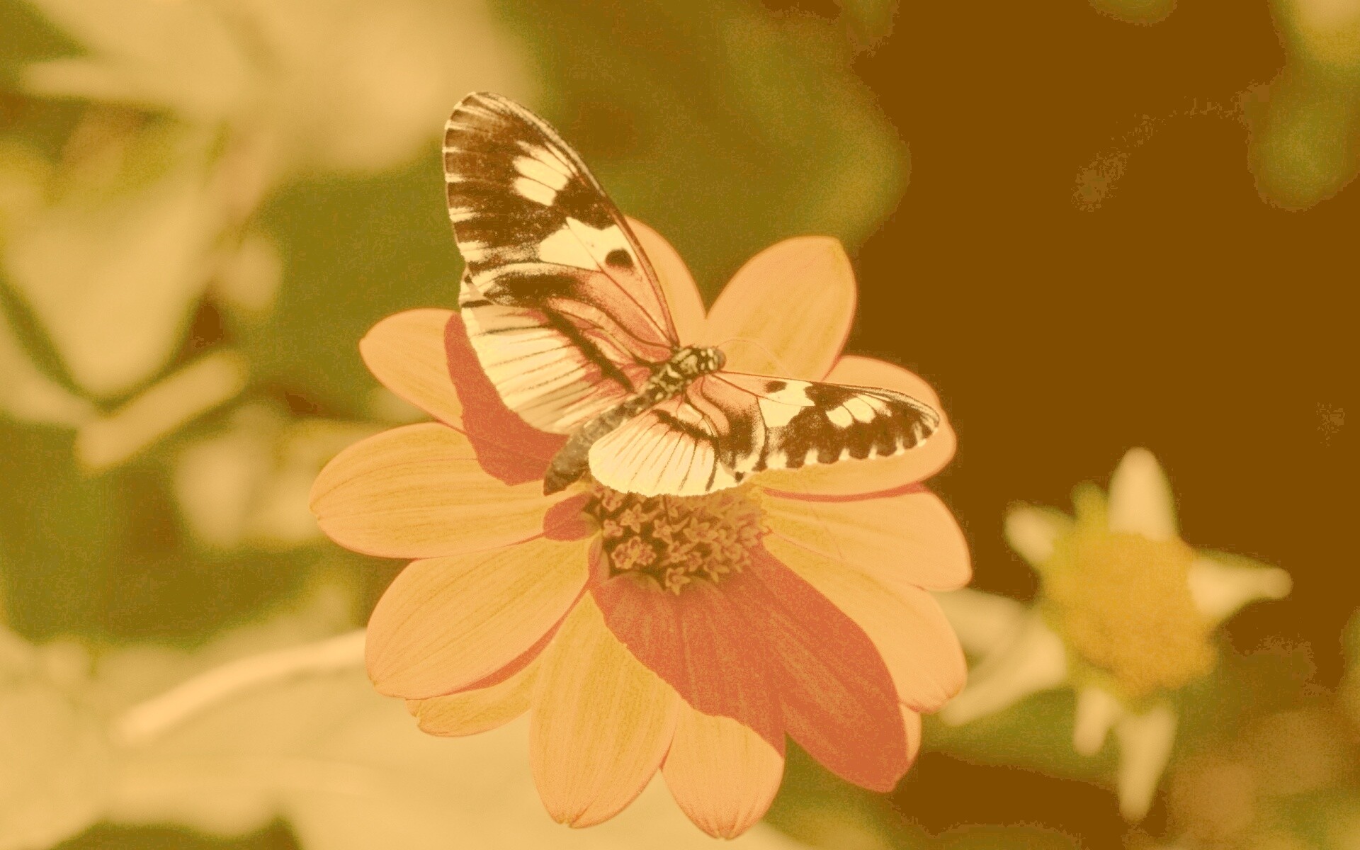 Бабочка на цветке обои