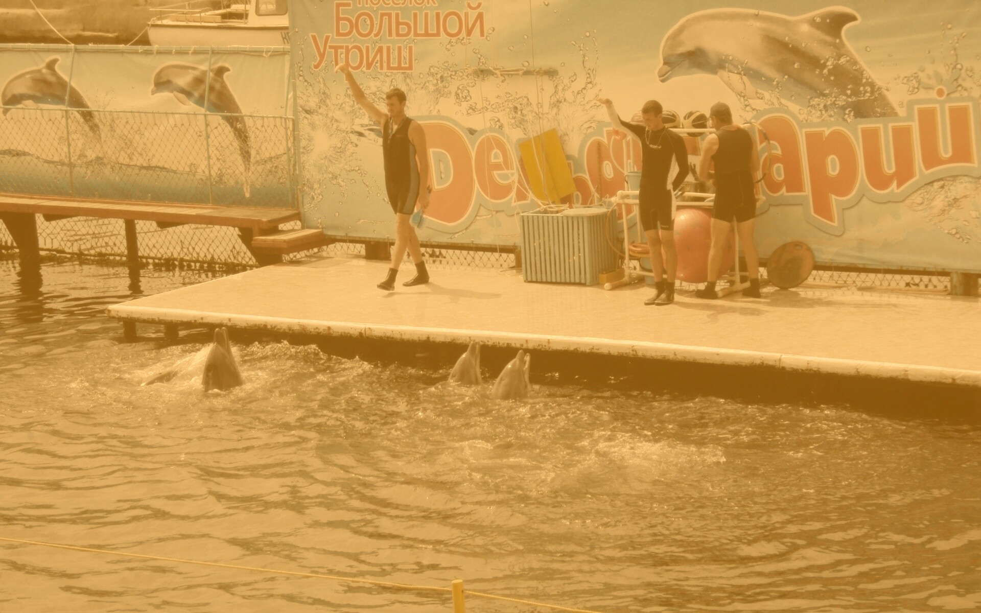 Утро в дельфинарии обои