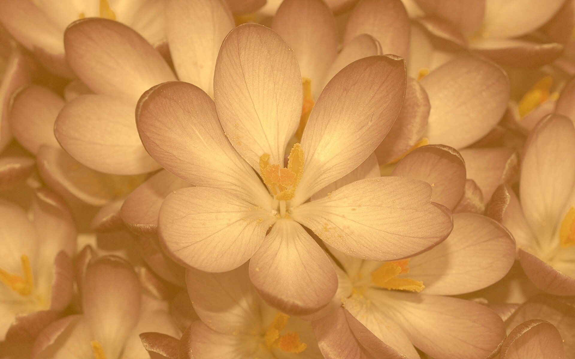 Сиреневый цветок обои