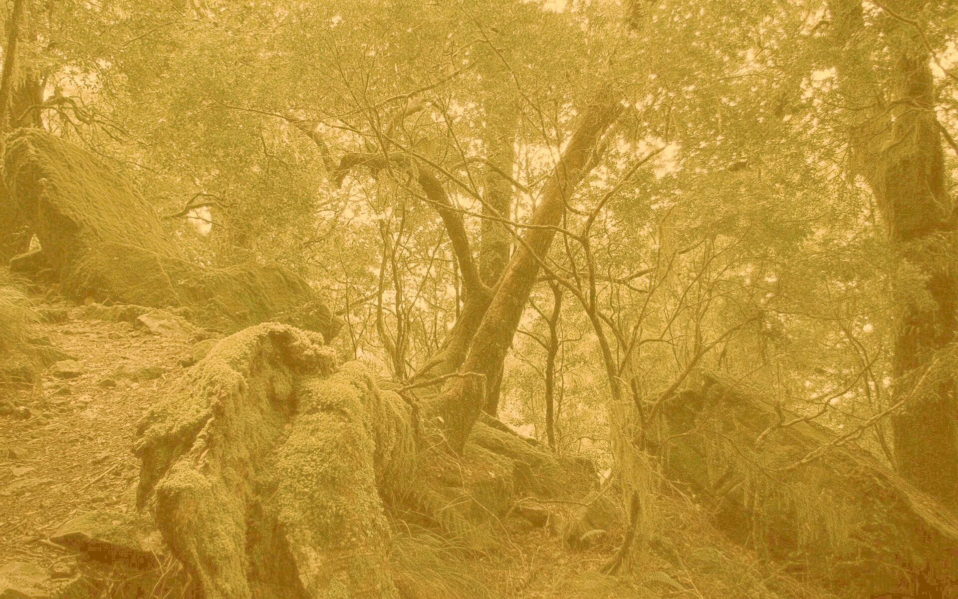 Чаща мшистого леса обои