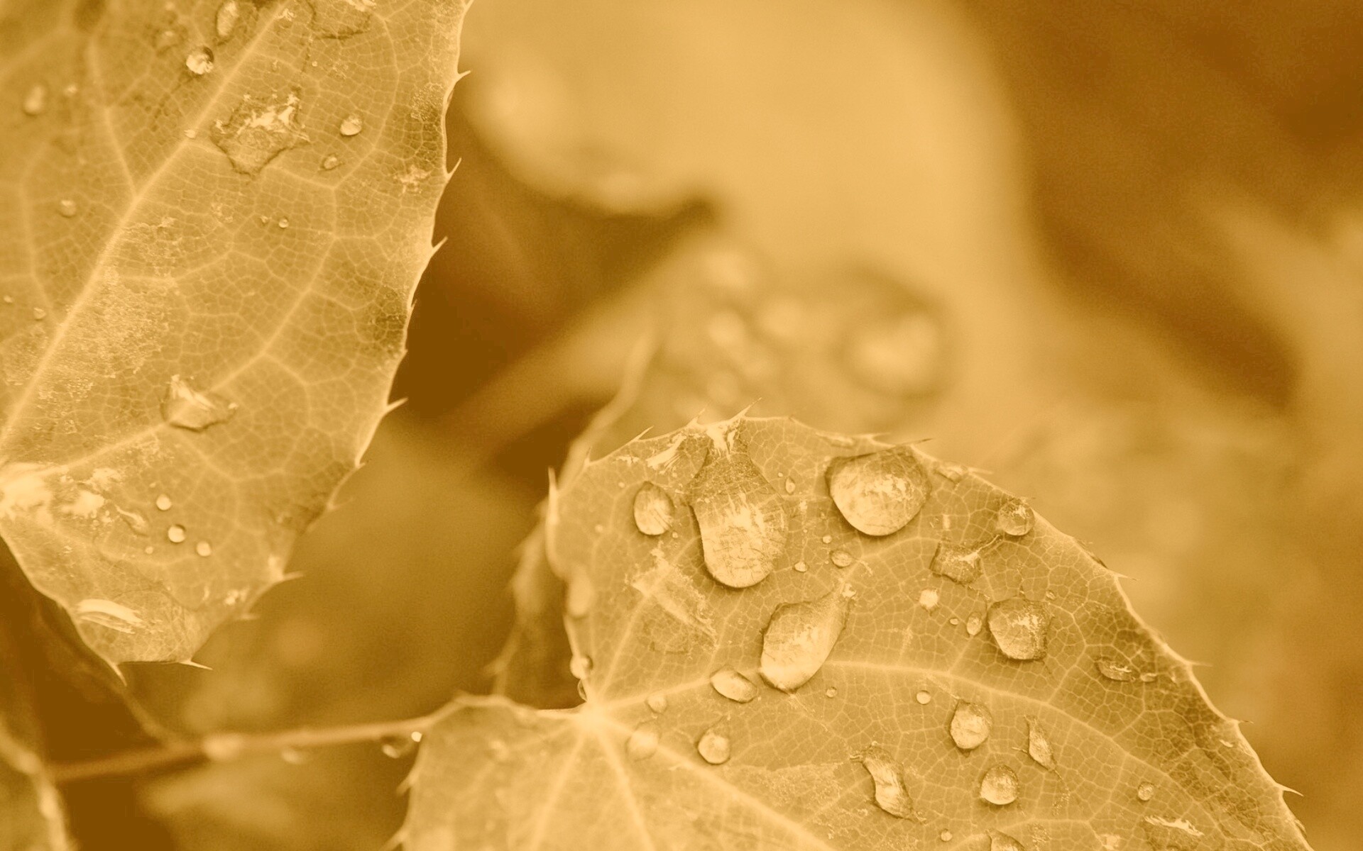 Капельки росы на листьях обои