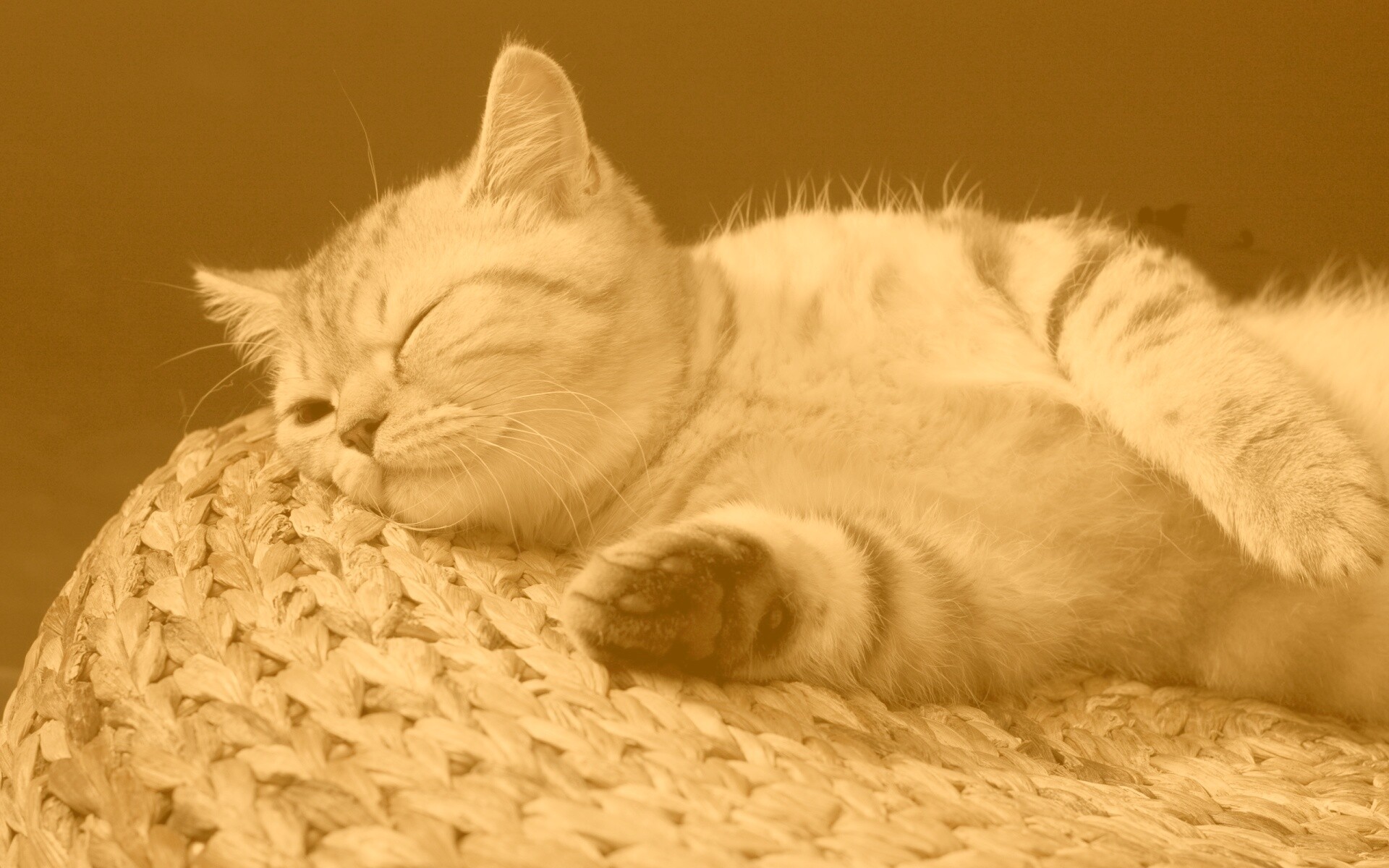 Пушистый кот спит на корзине обои
