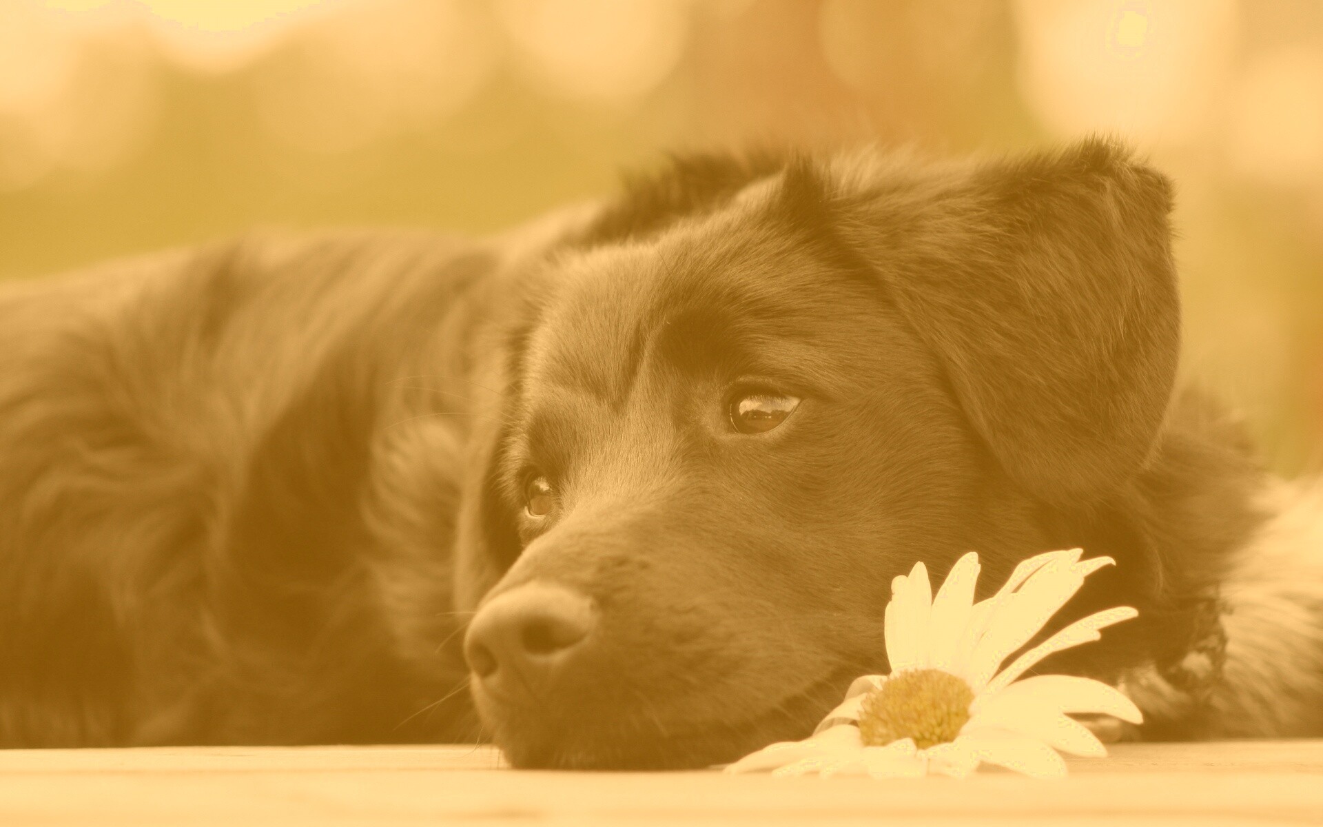 Собака с ромашкой обои