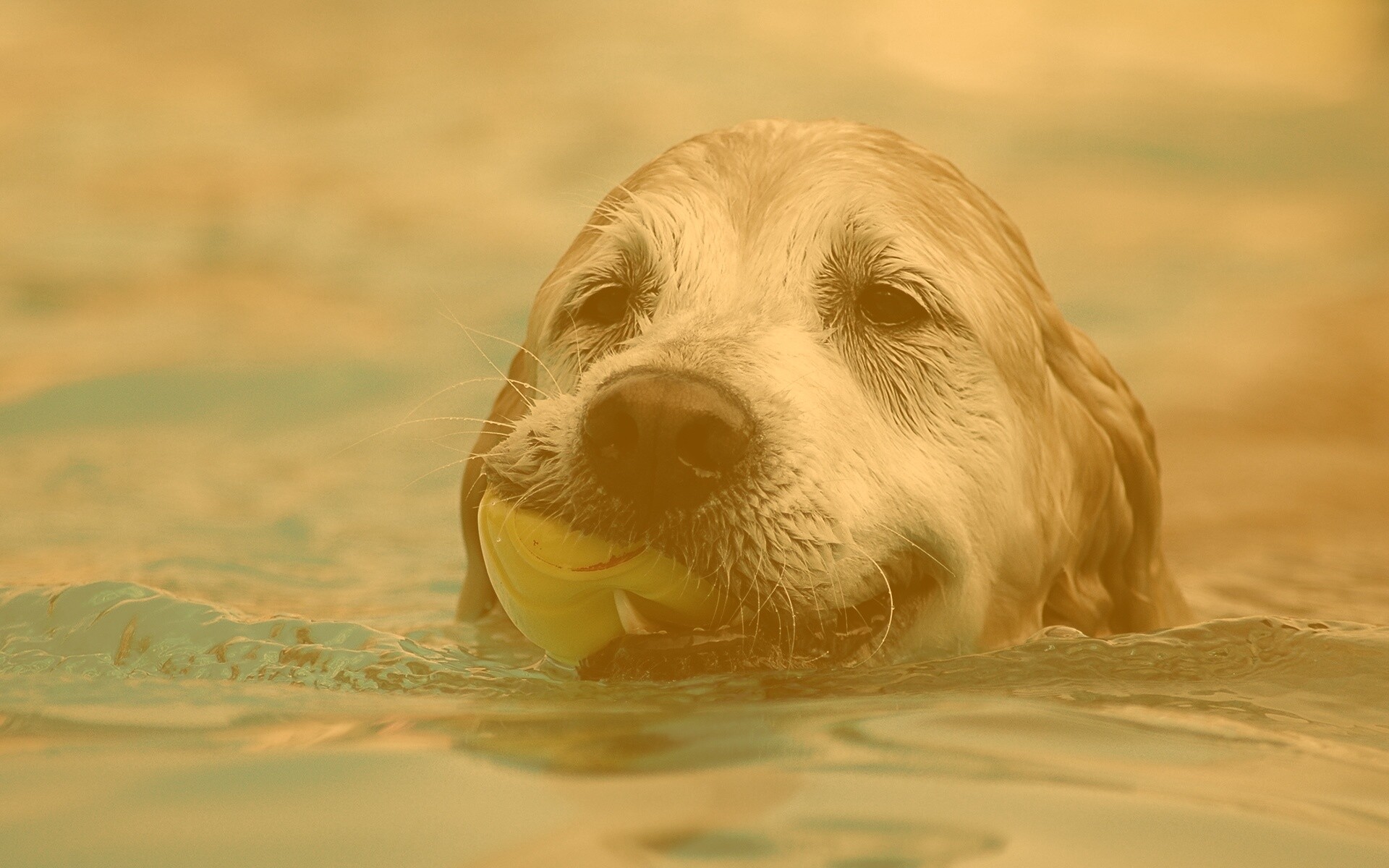 Пёс с игрушкой в зубах обои