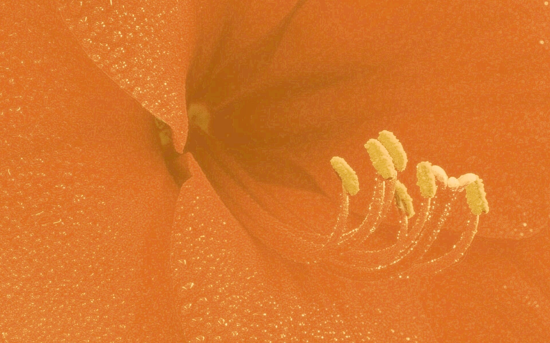 Красная манящая лилия обои