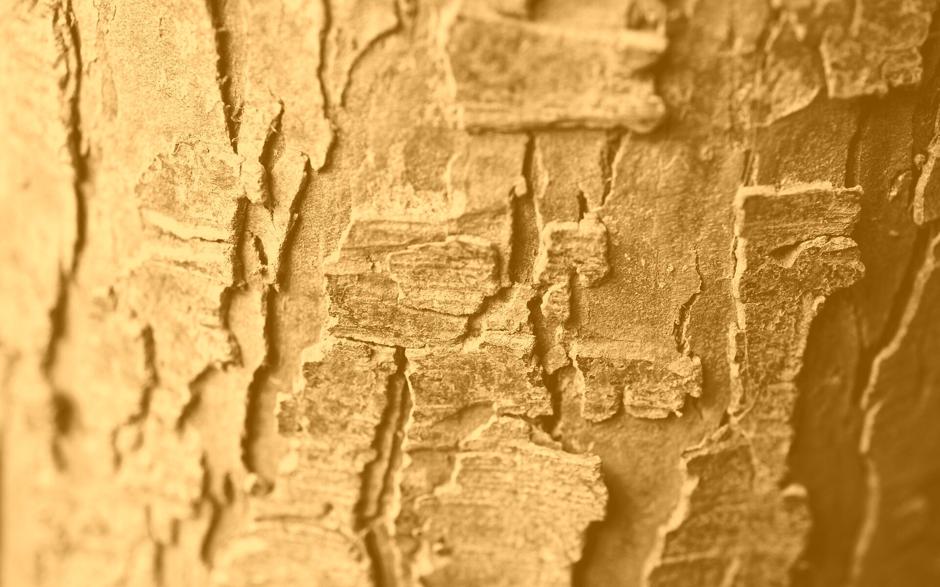 Белая кора обои