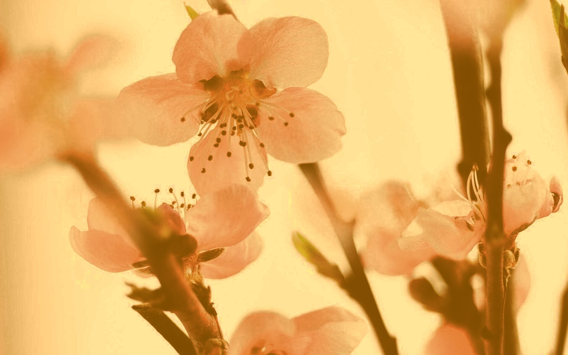 Нежные розовые цветы обои