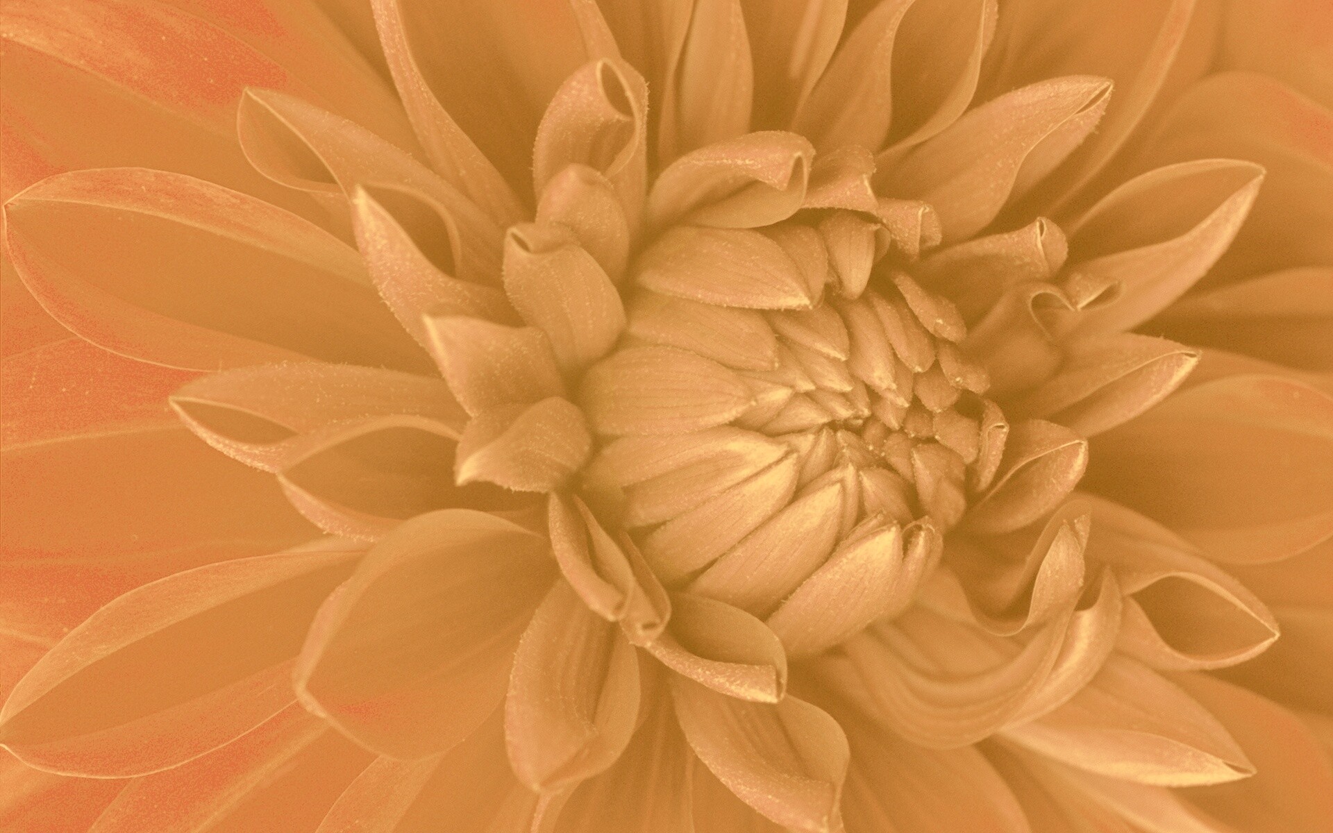 Цветок обои