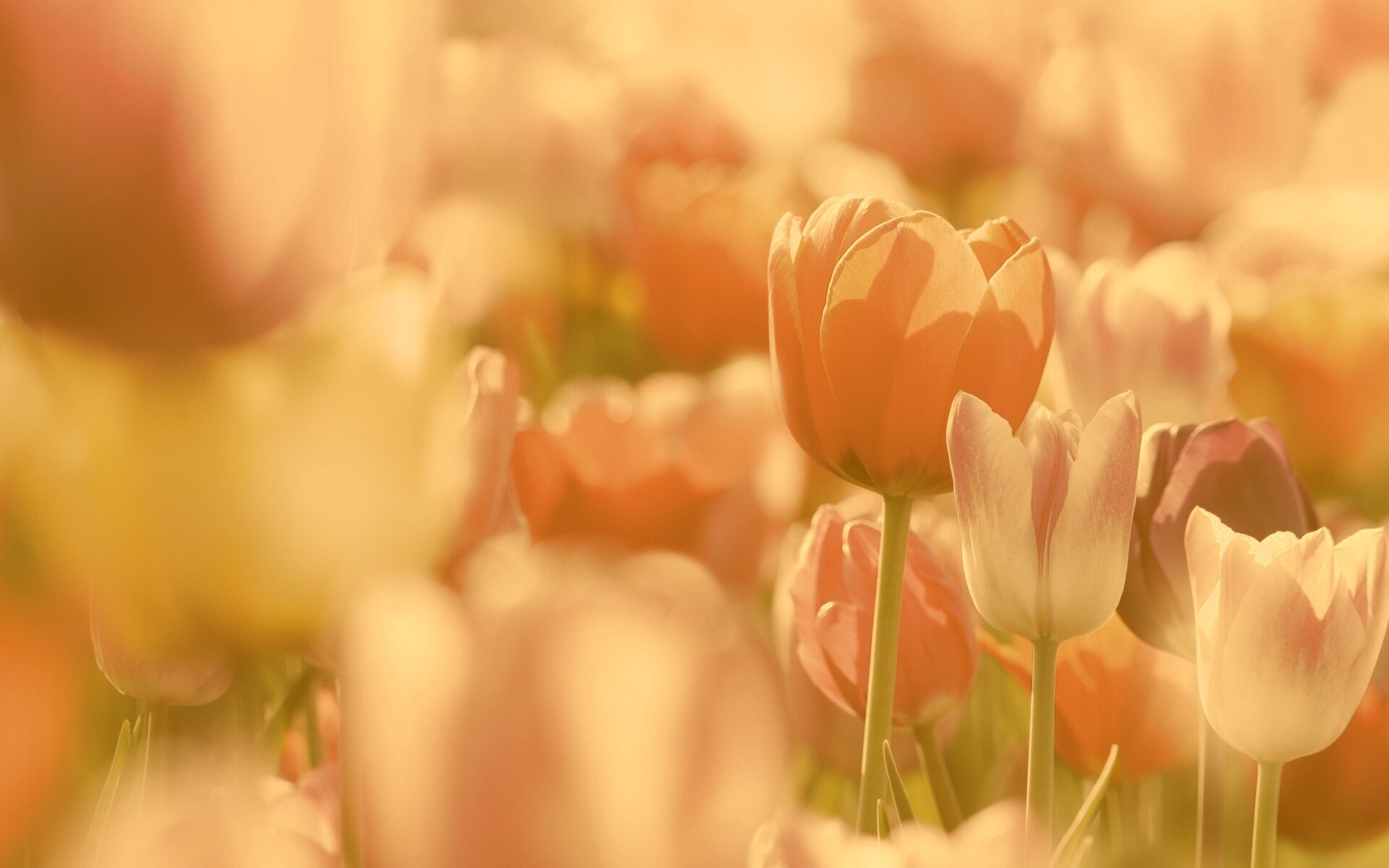 Красивые тюльпаны обои