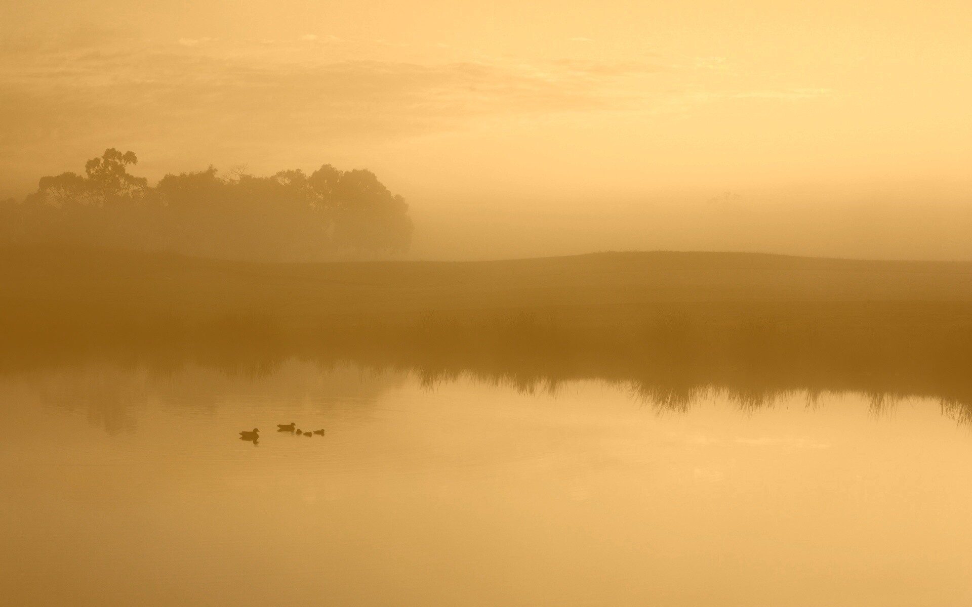 Ducks on a Misty Pond обои