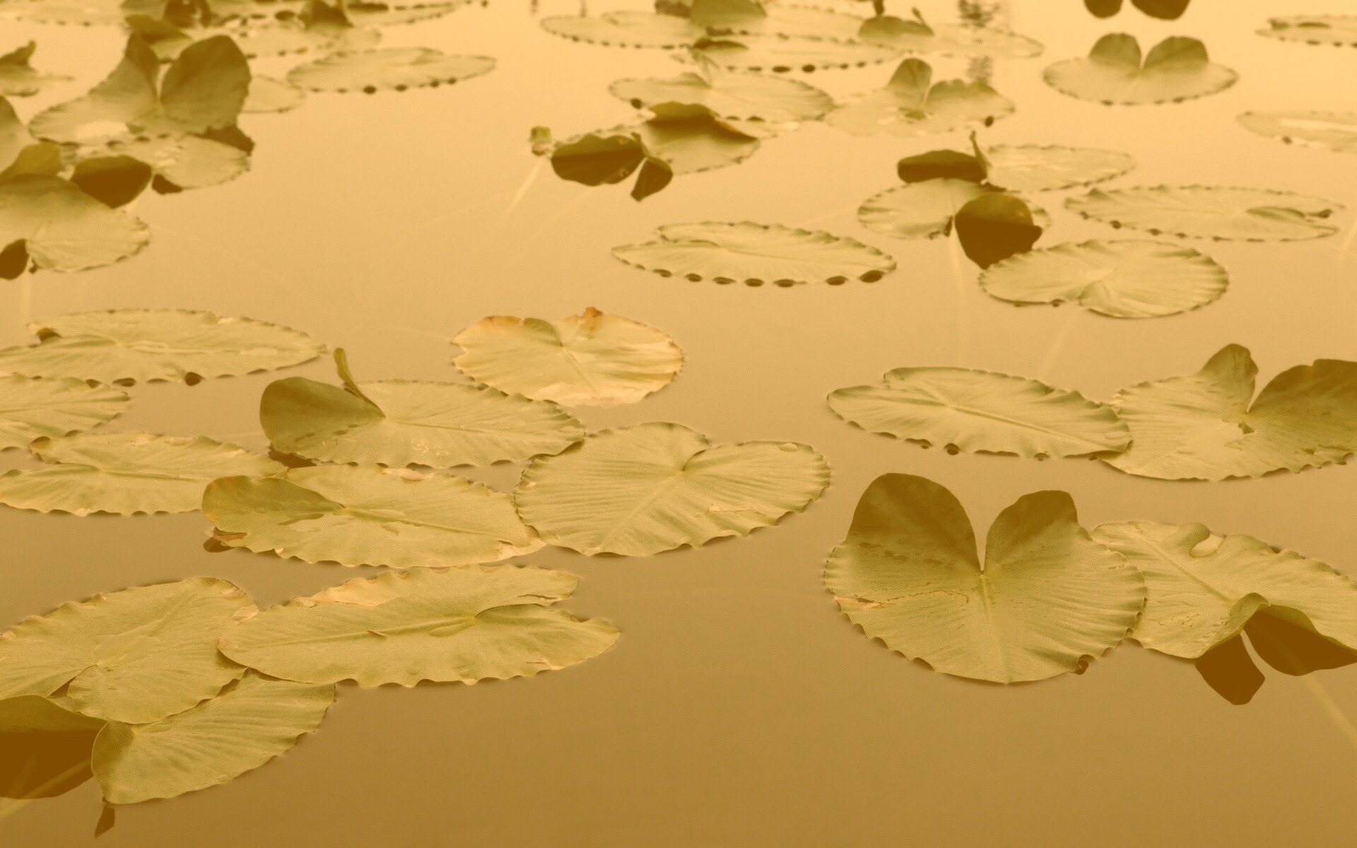 Плавающие листья обои