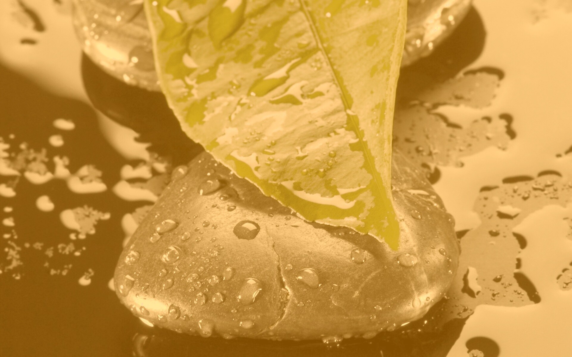 Зеленый лист на черных камнях обои