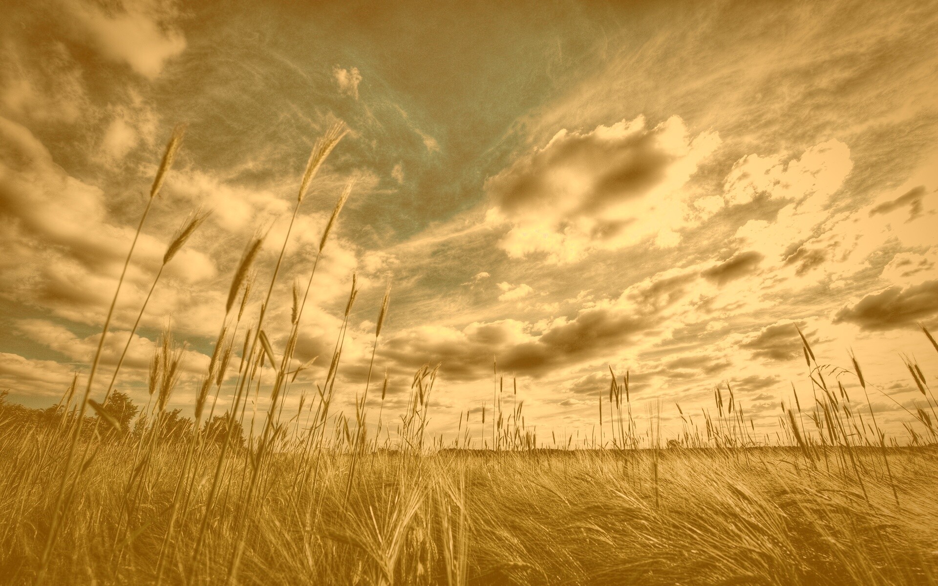 HDR Поле обои