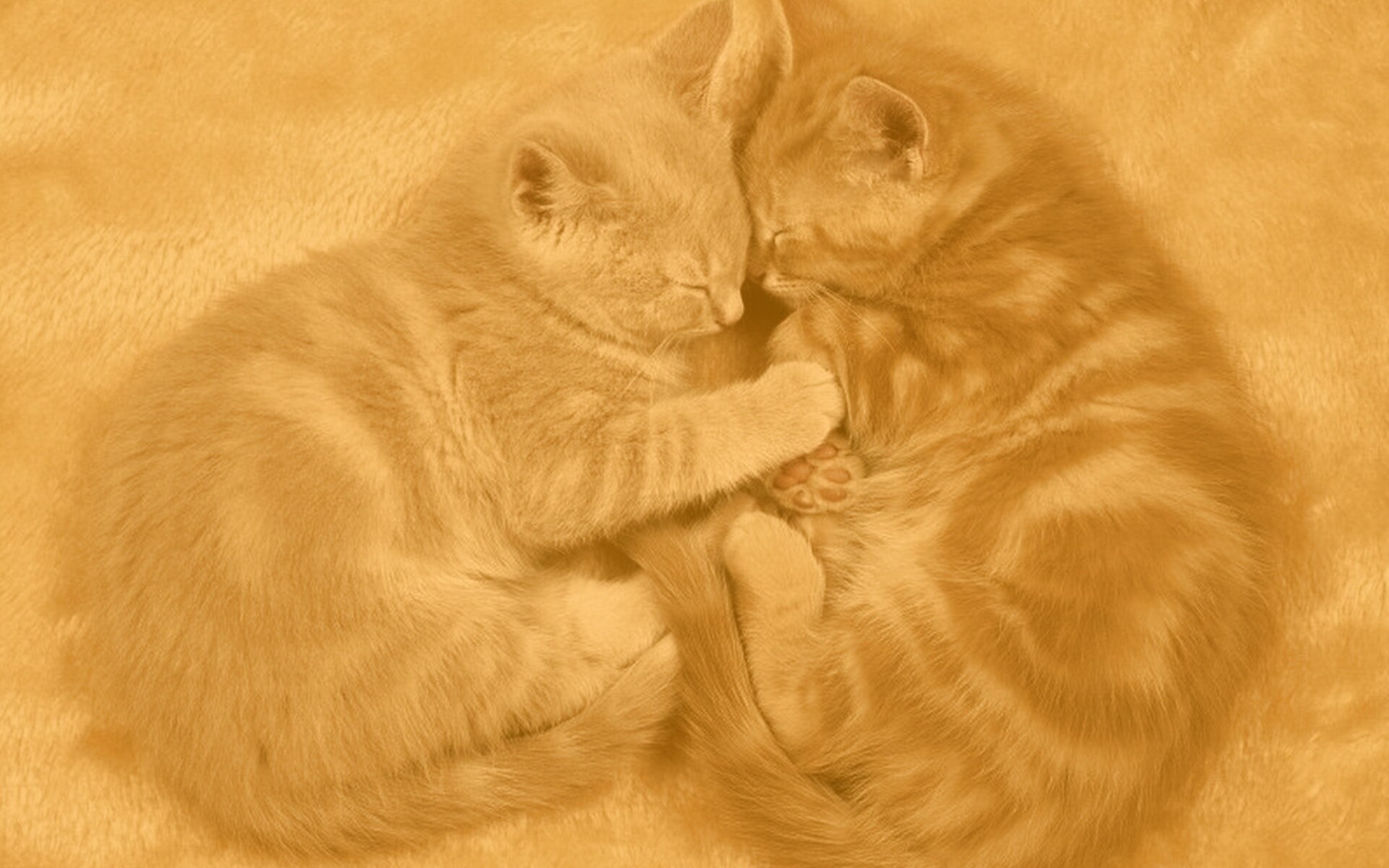 Рыжие котята в обнимку обои