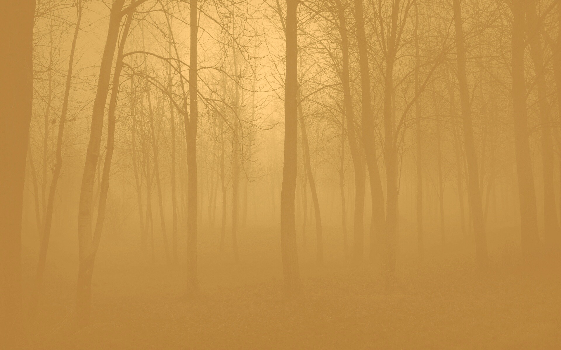 Страшный туманный лес обои