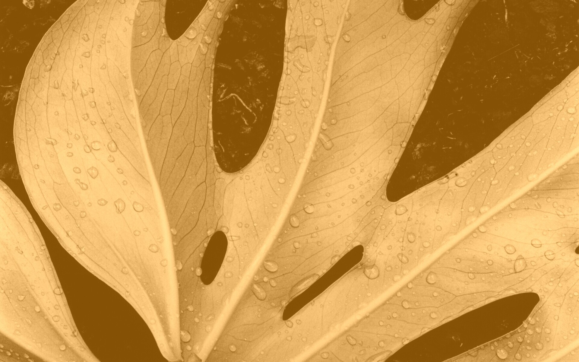 Белый лист обои