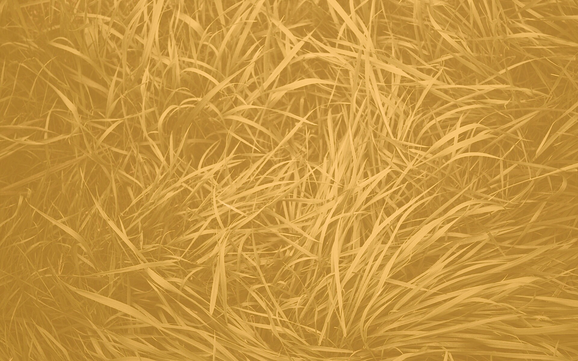 Блеклая трава обои