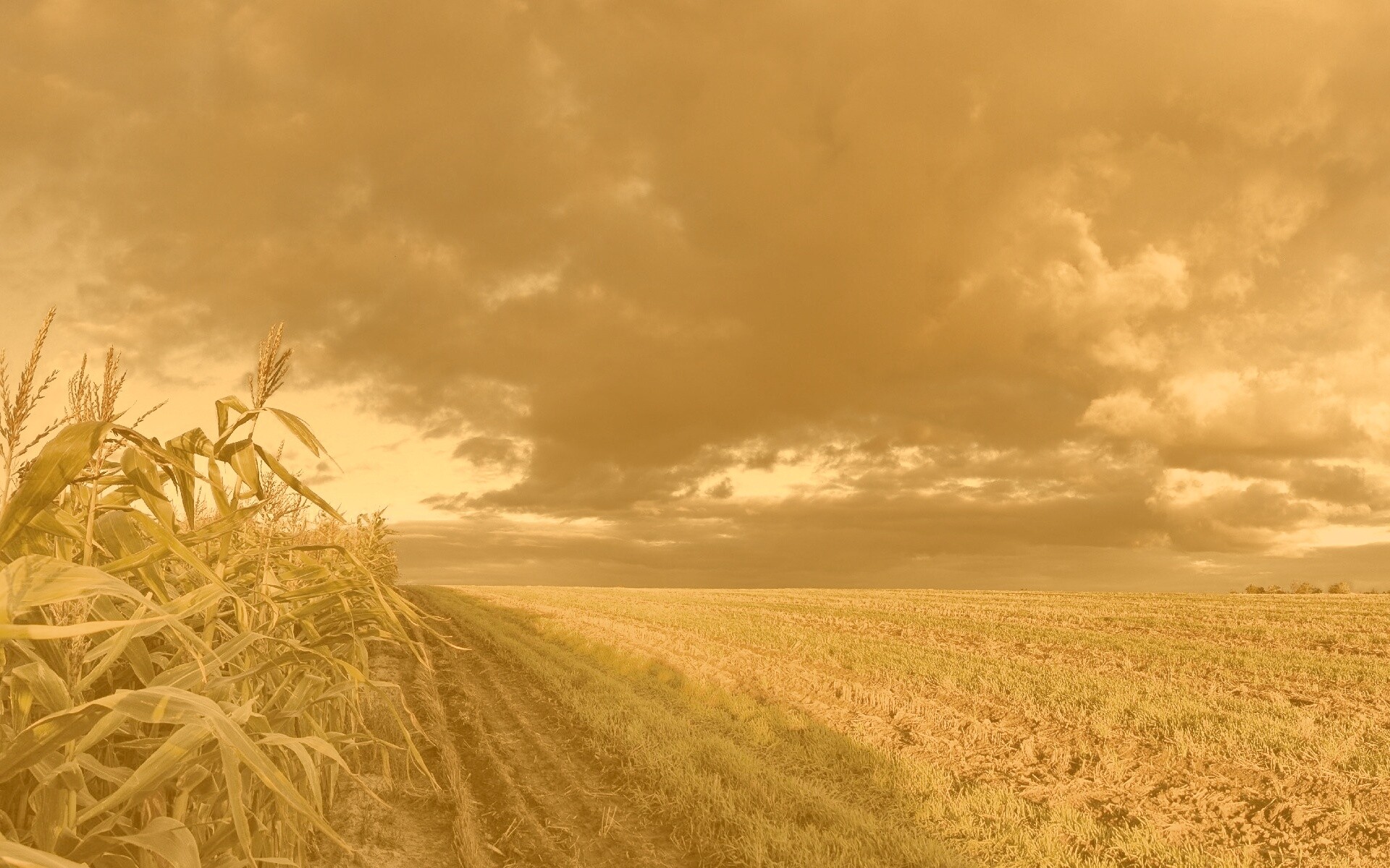 Кукурузное поле обои