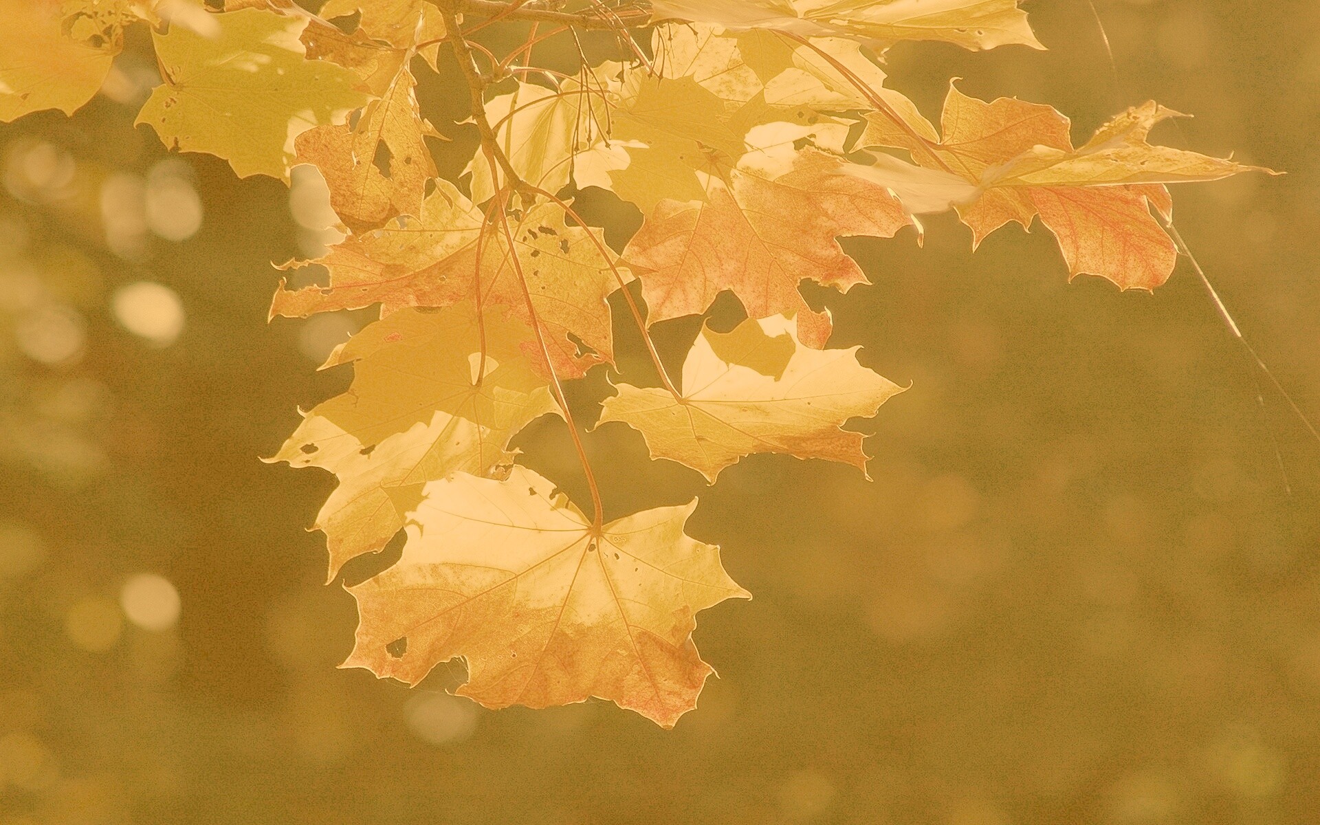 Колоритные осенние листья обои