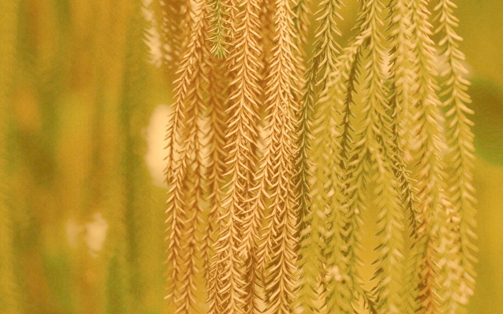 Зеленые колючки обои