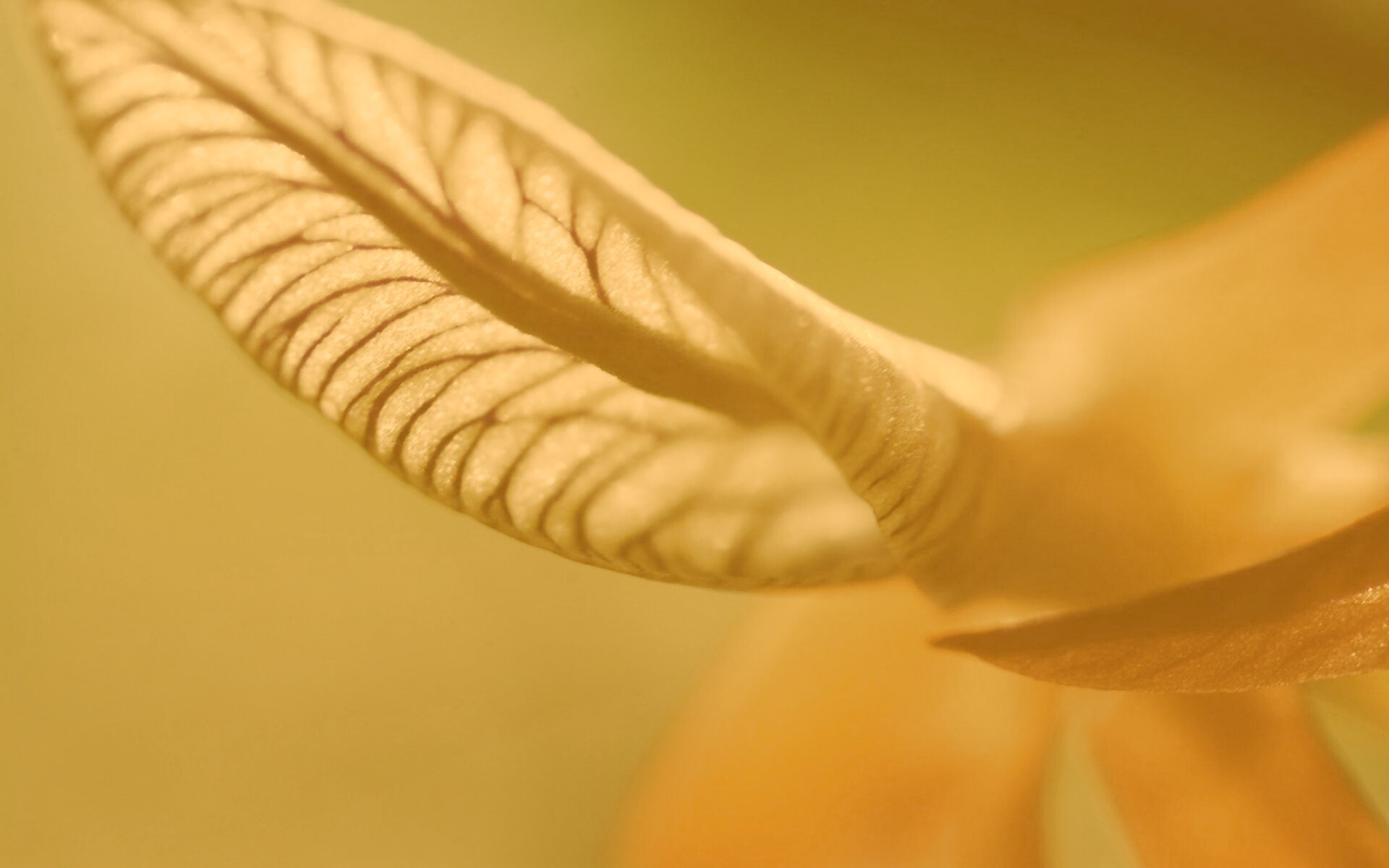 Сетчатый лист обои