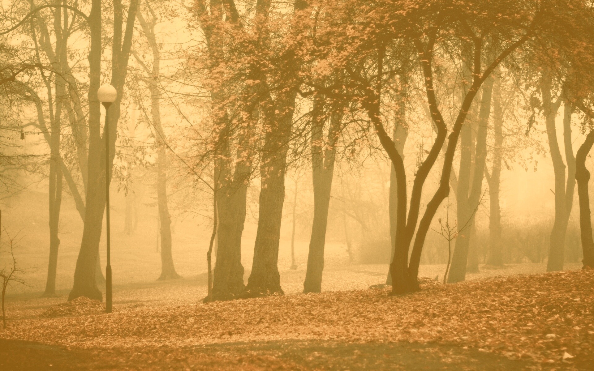 Парк красных листьев обои