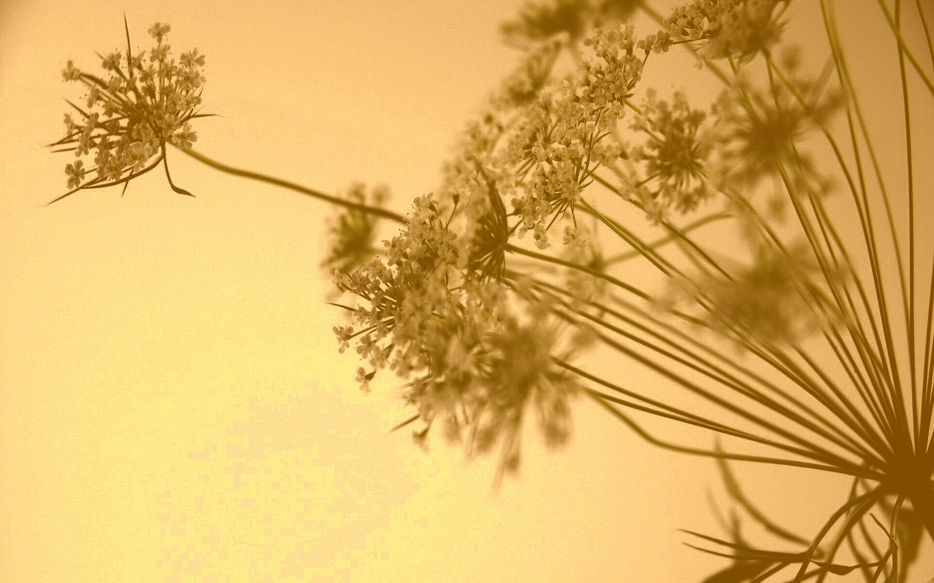 Цветы в макро обои