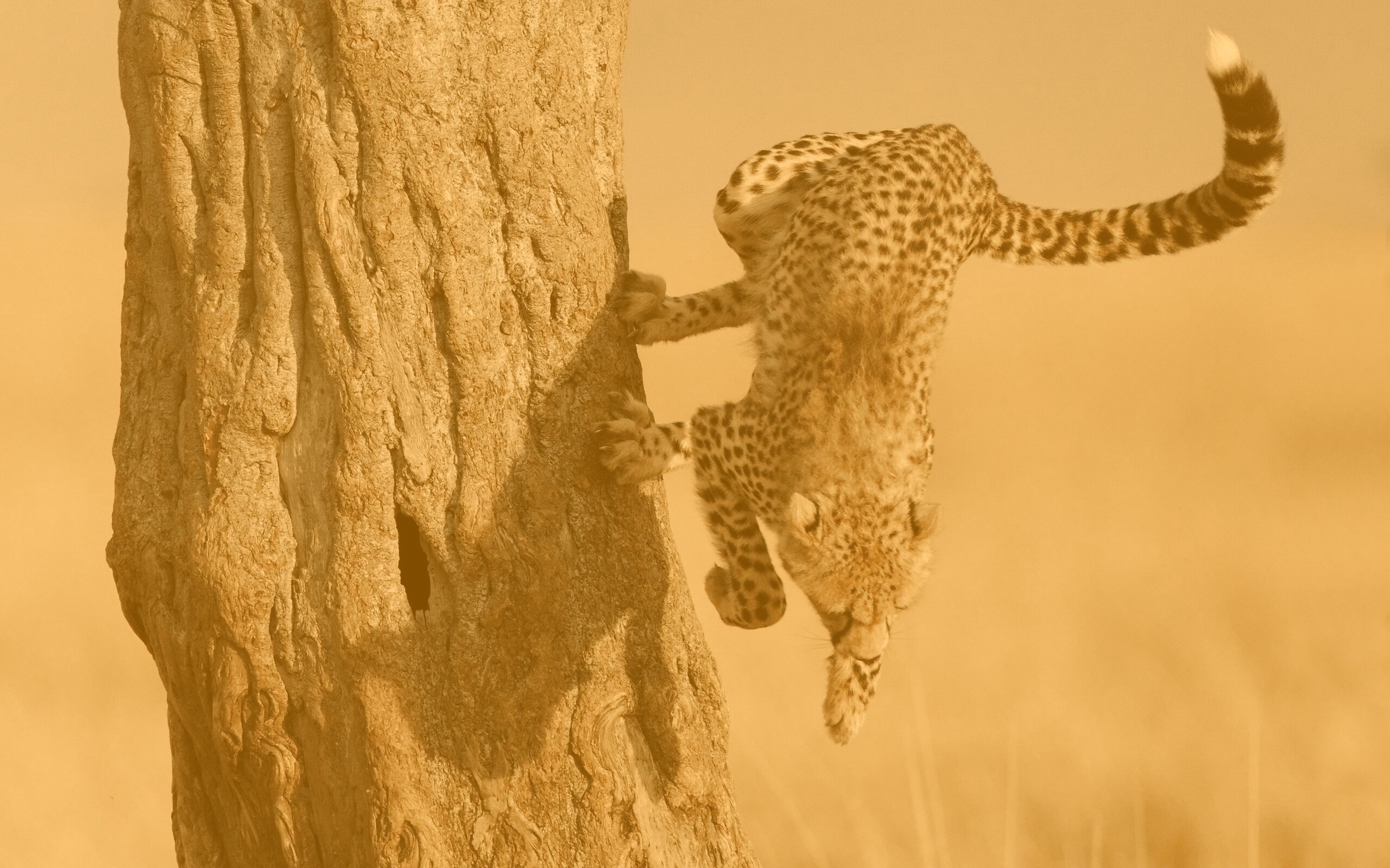 Скалолаз обои