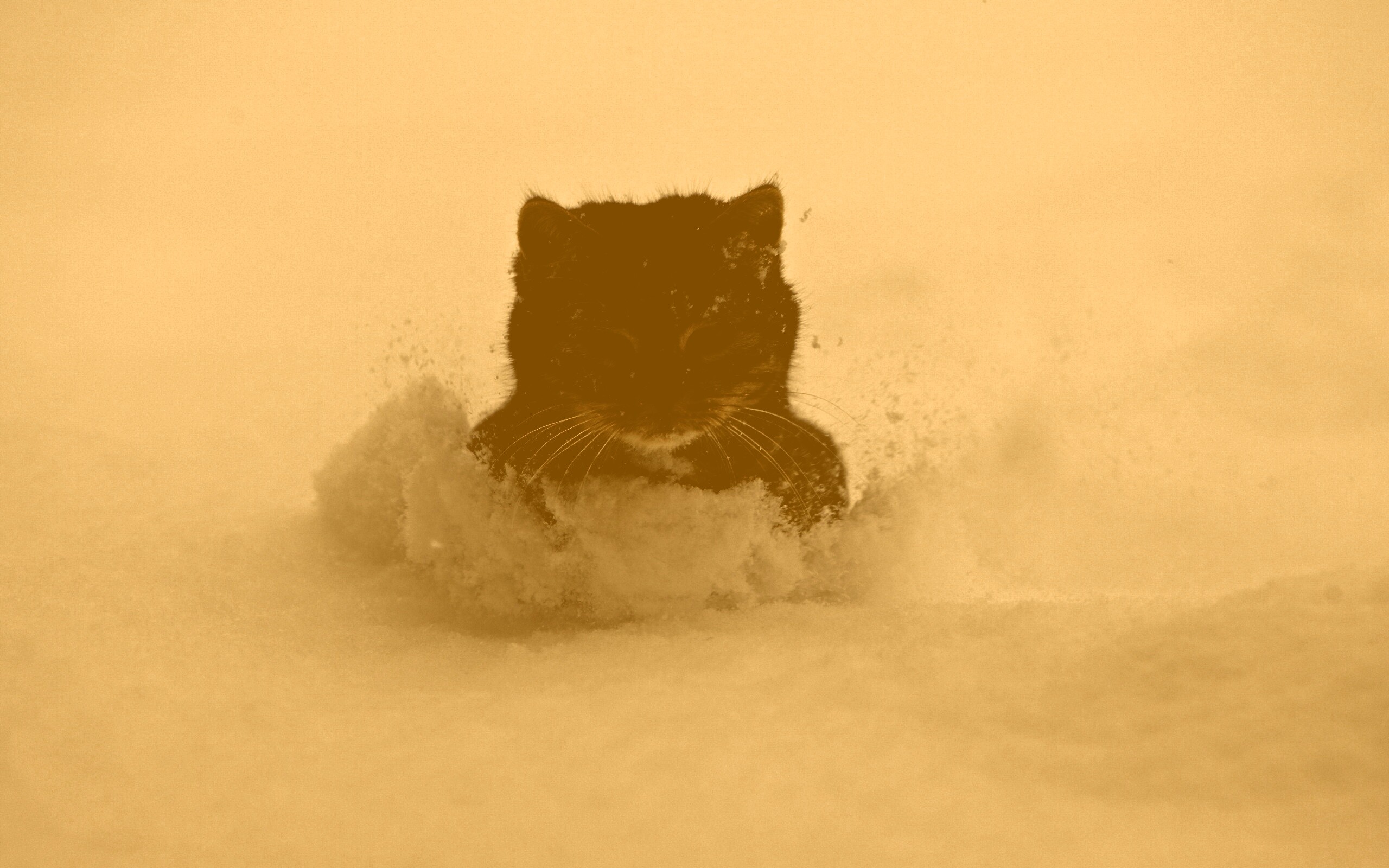 Недовольный кот в сугробе обои