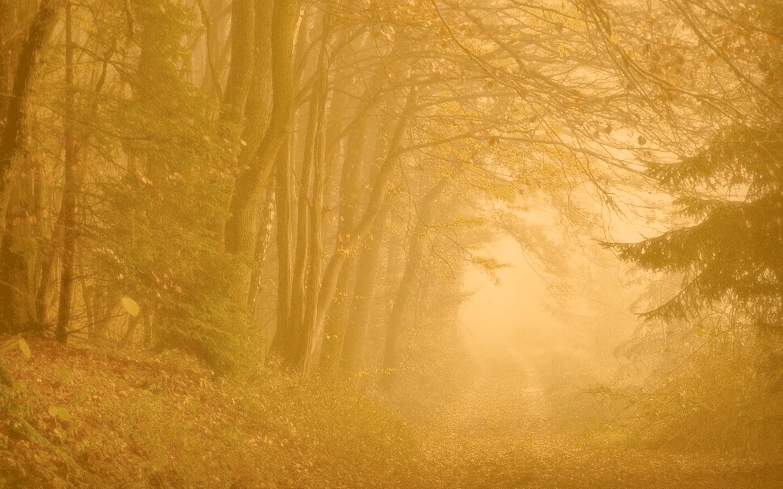 Дорожка заваленная листьями обои