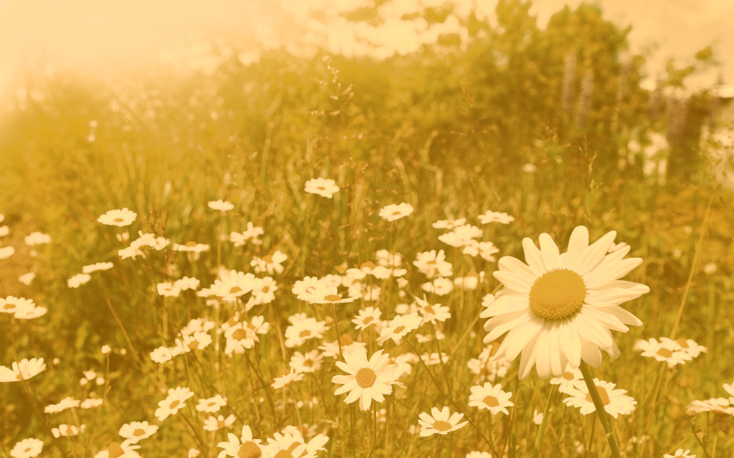 Солнечные ромашки обои