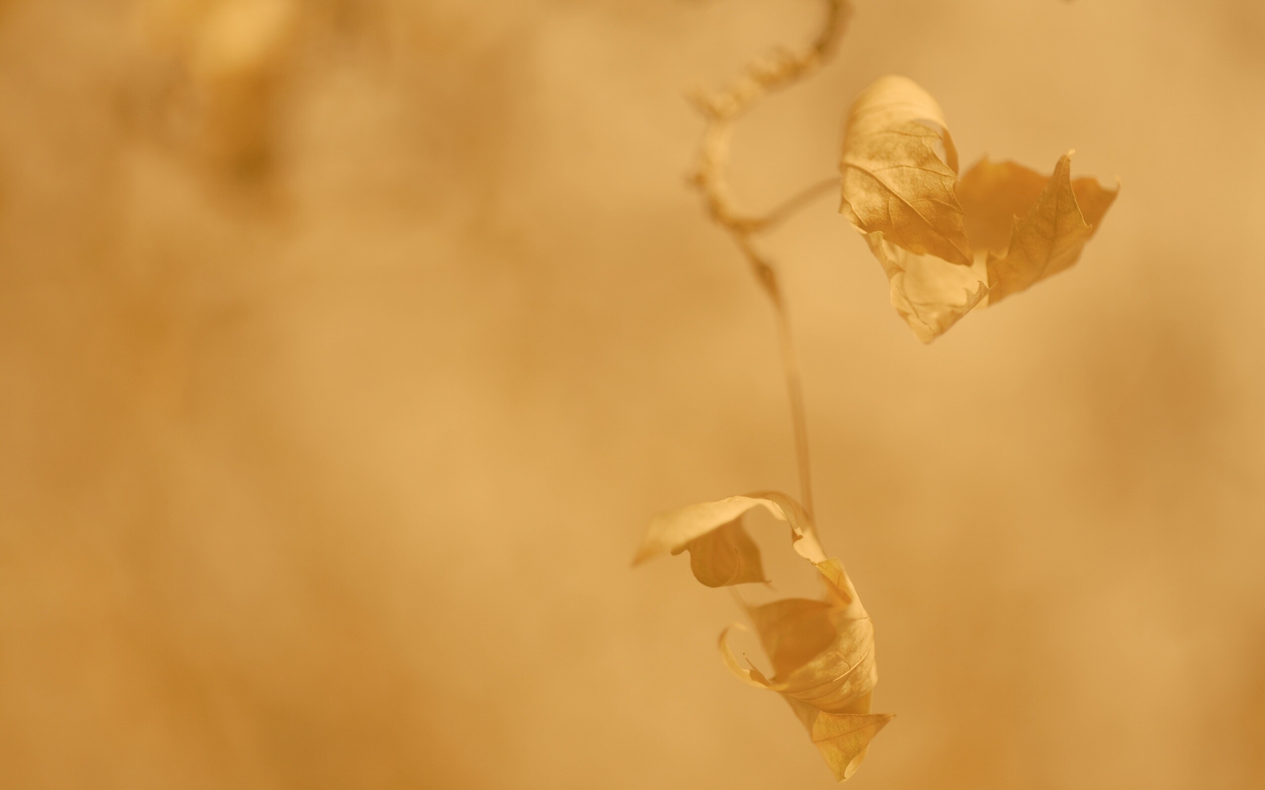 Увядшие листья обои