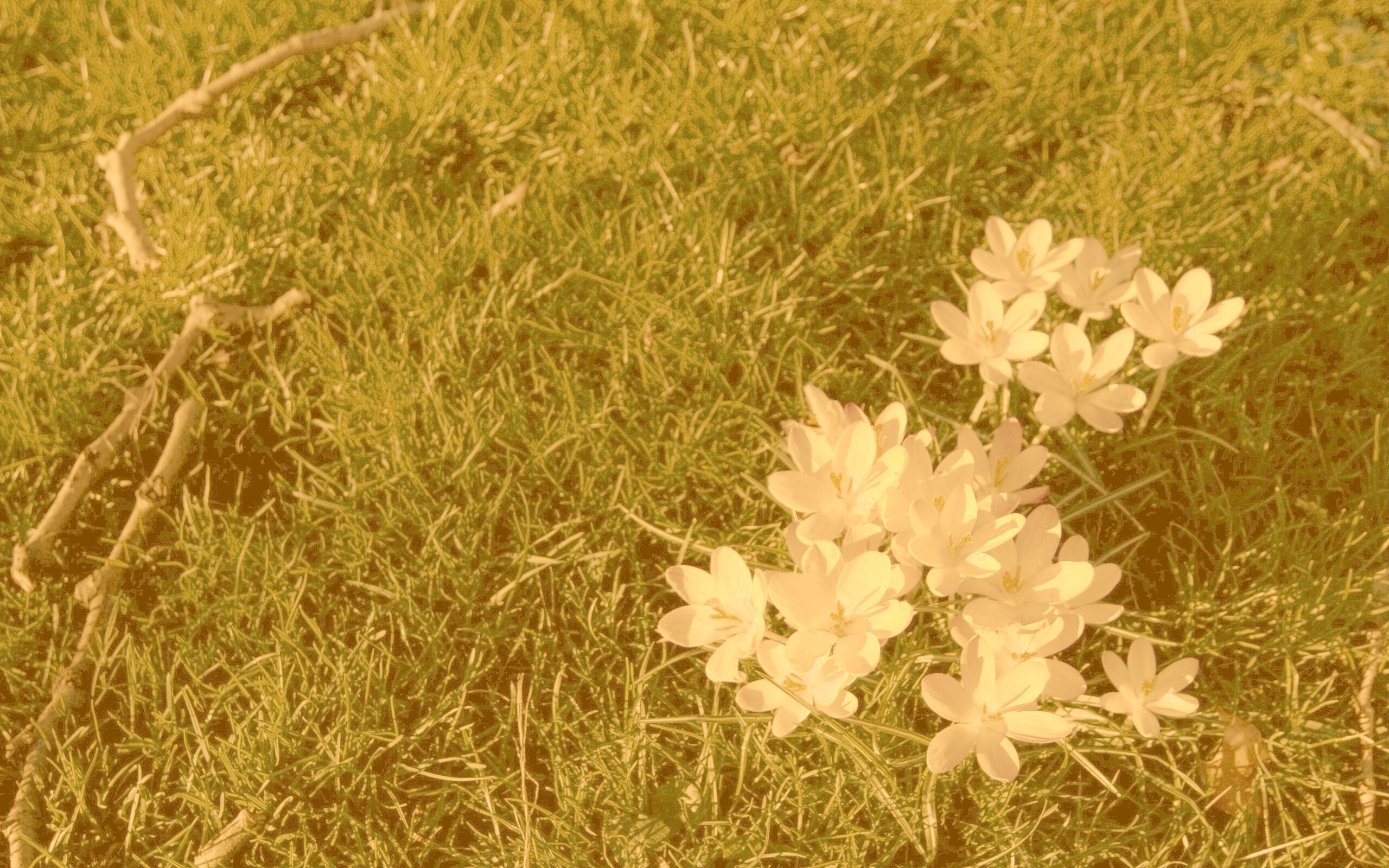 Фиалки на траве обои