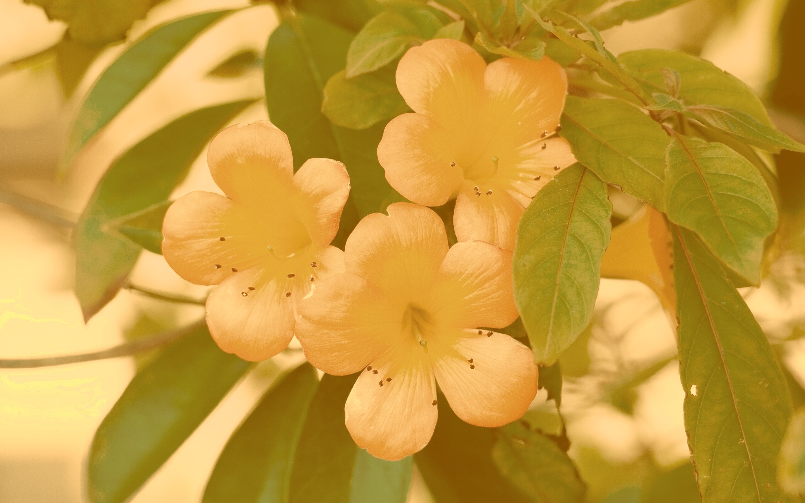 Оранжевые цветочки обои