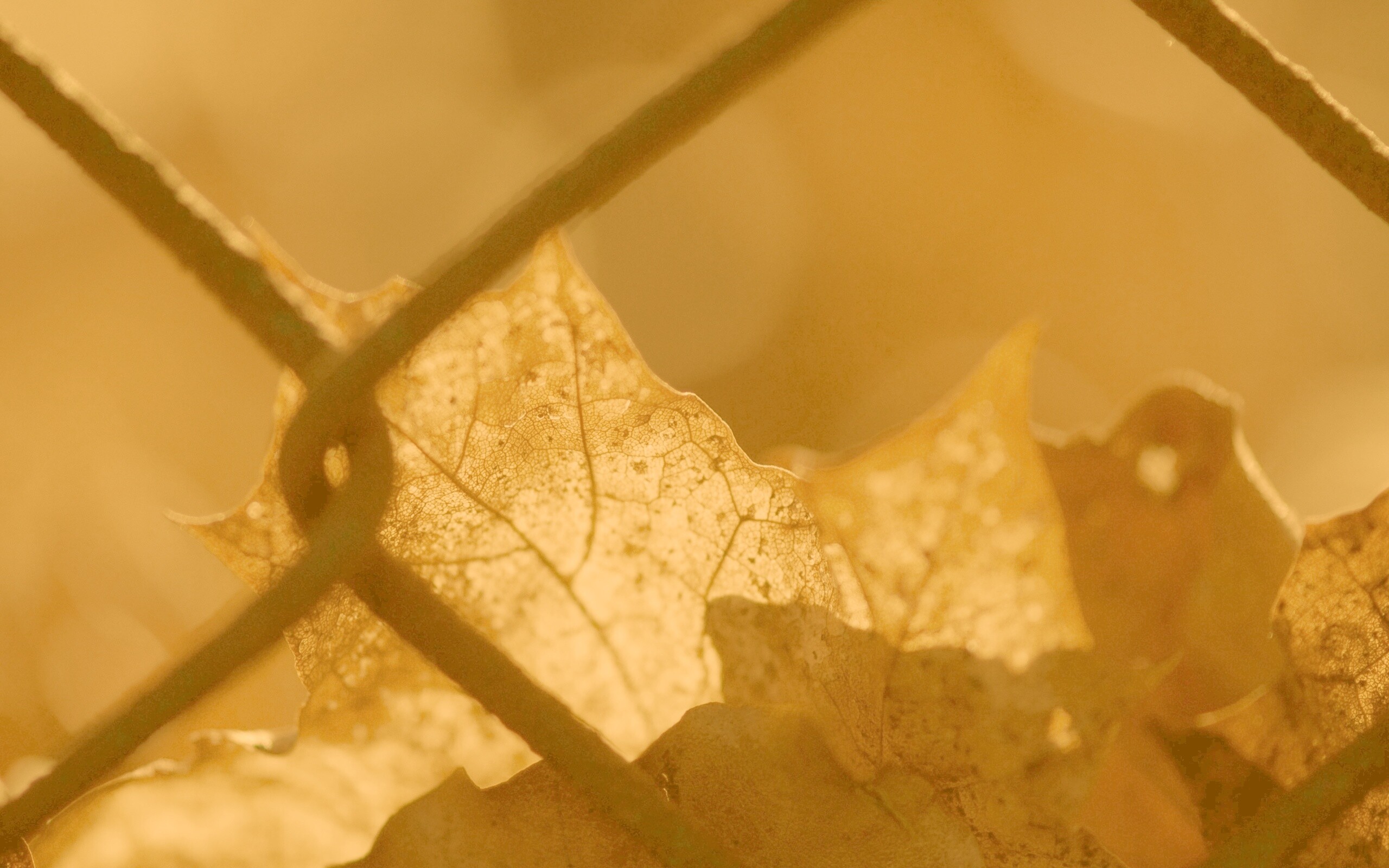 Осенний лист на забором обои